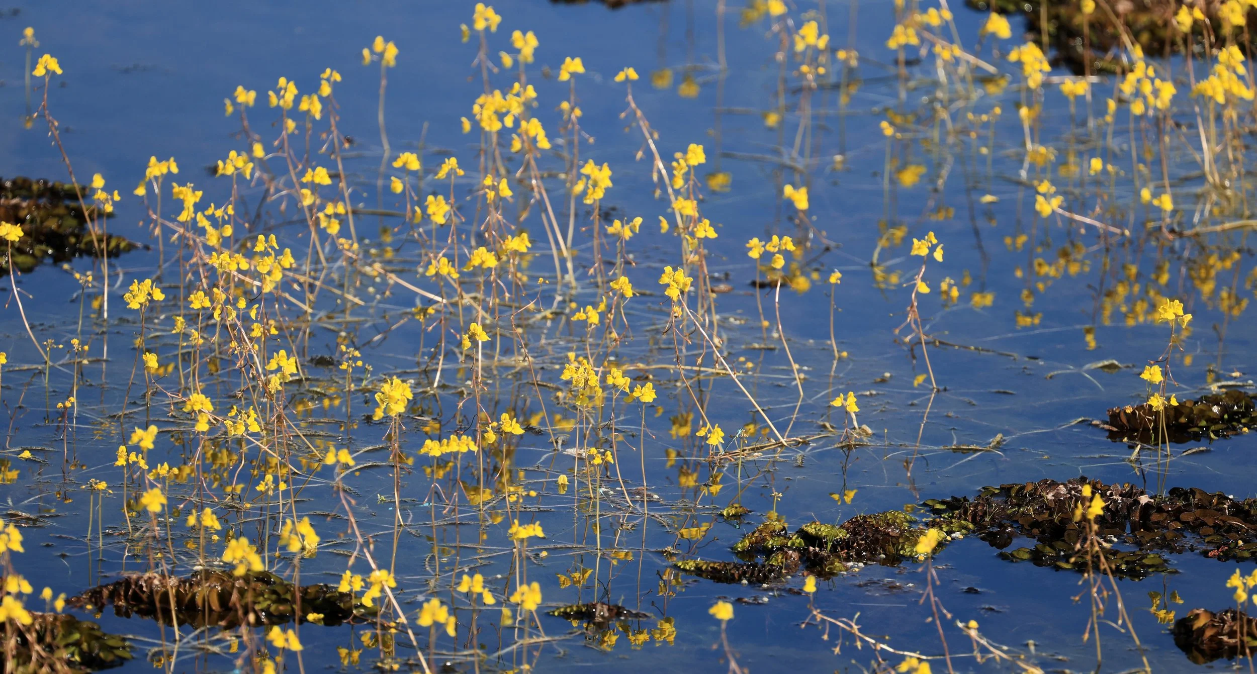 Nong Han Lake & Wetland - Sakon Nakhon Province (66).jpg