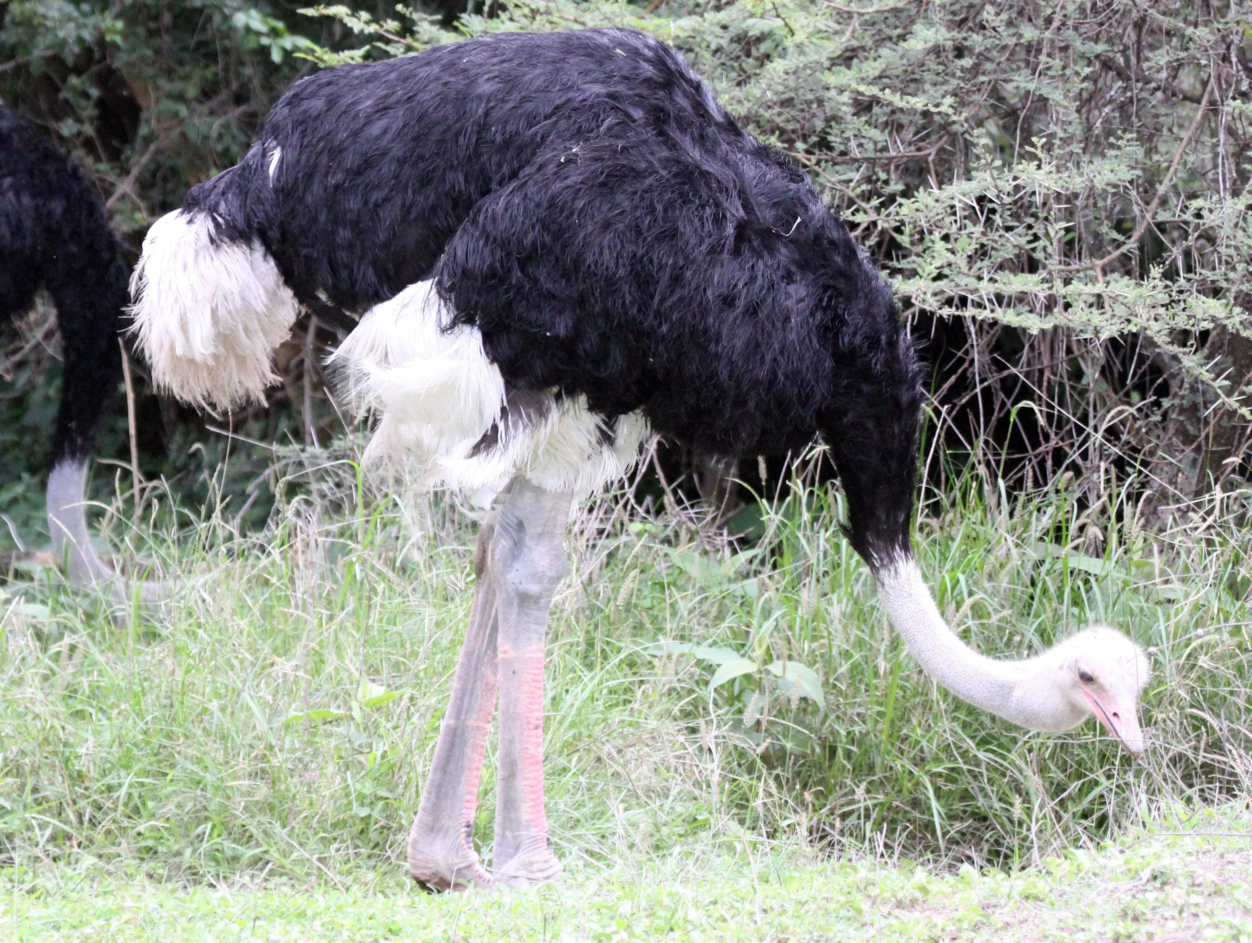 Struthio camelus camelus - NORTH AFRICAN OSTRICH - LANGANO LAKE ETHIOPIA (4).JPG