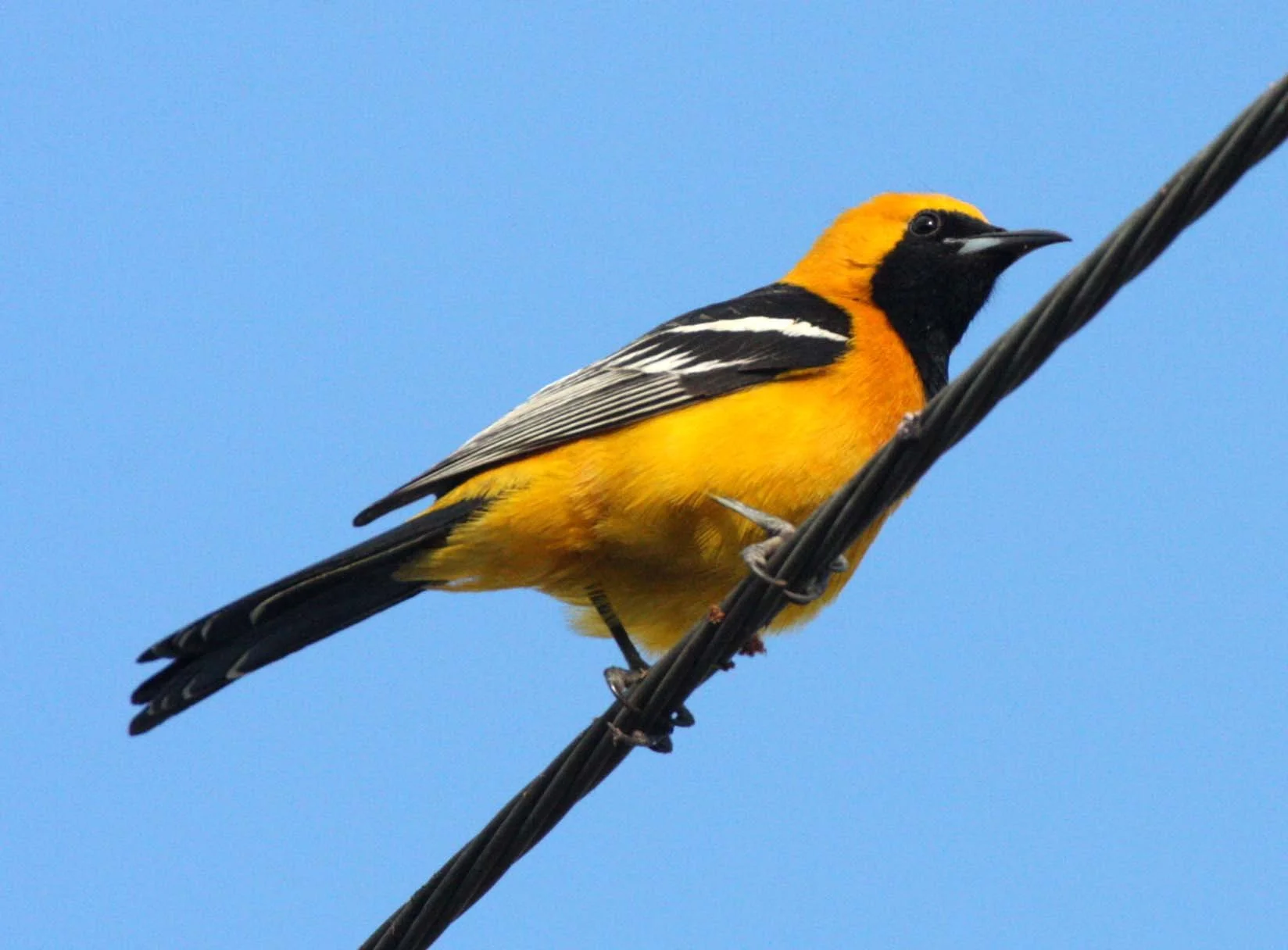 Hooded Oriole (Icterus cucullatus) Loreto Baja Mexico (8).JPG