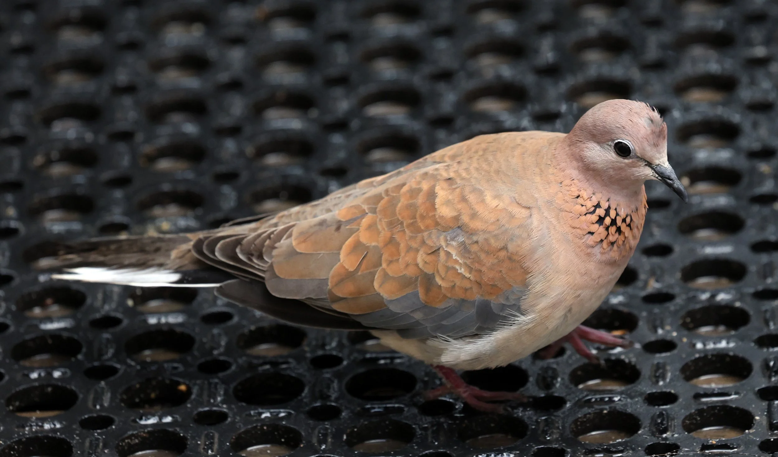 Laughing Dove (Spilopelia senegalensis) Rottnest Island - Western Australia (9).jpg