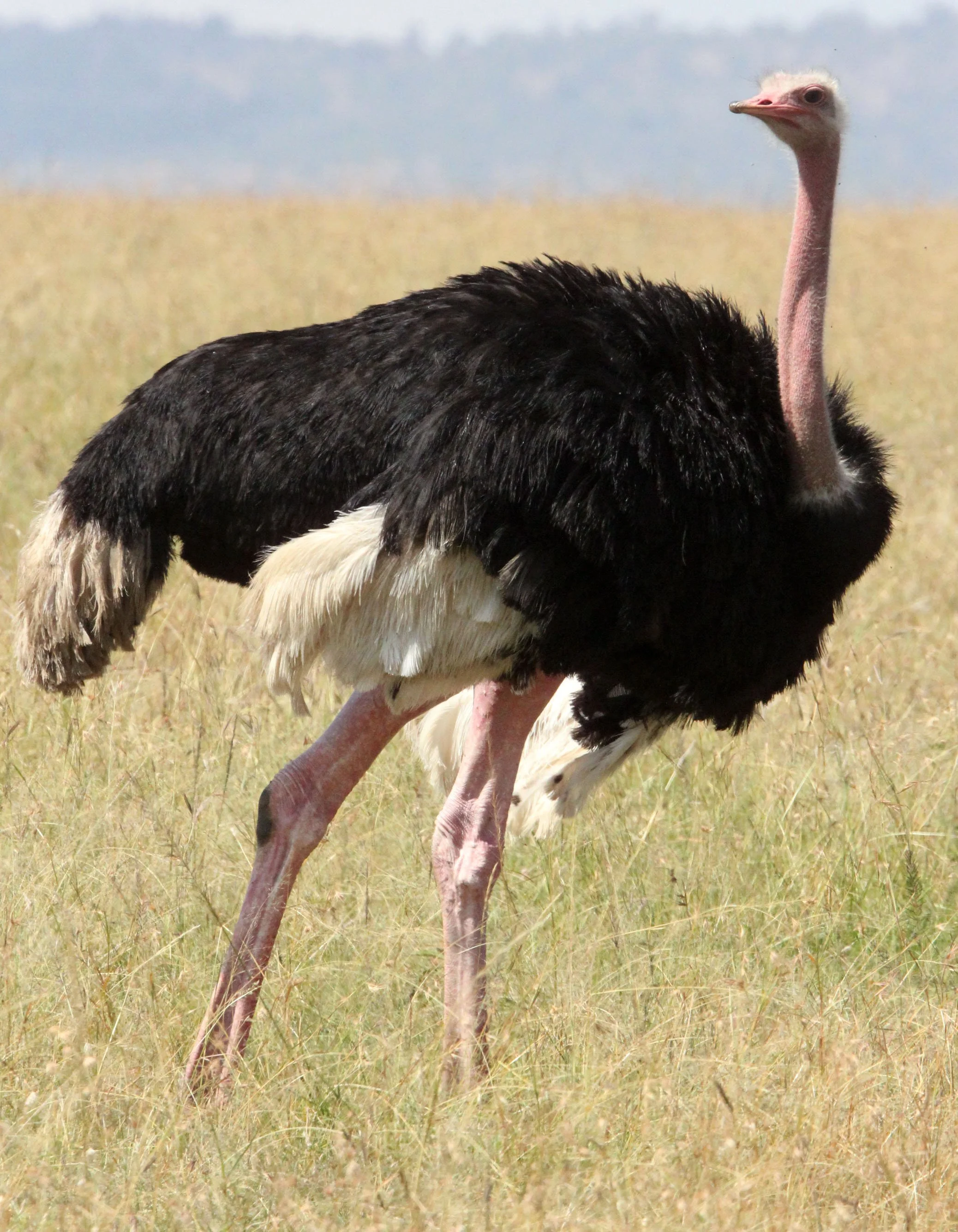 Struthio camelus masaicus - MASAI OSTRICH - MASAI MARA NATIONAL PARK KENYA (22).JPG