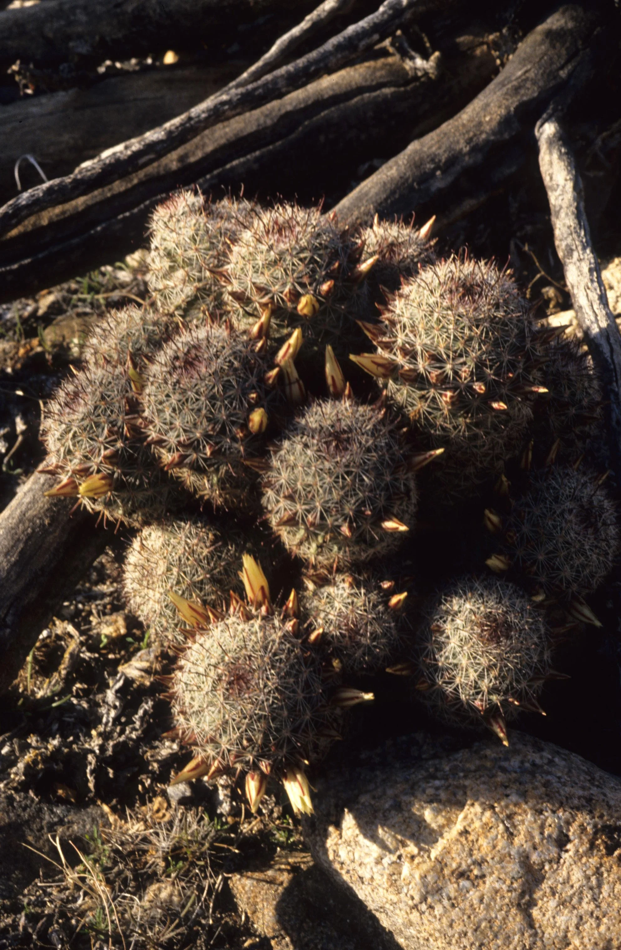 ANZA BORREGO - MAMMILLARIA DIOICA - PINCUSHION CACTUS.jpg
