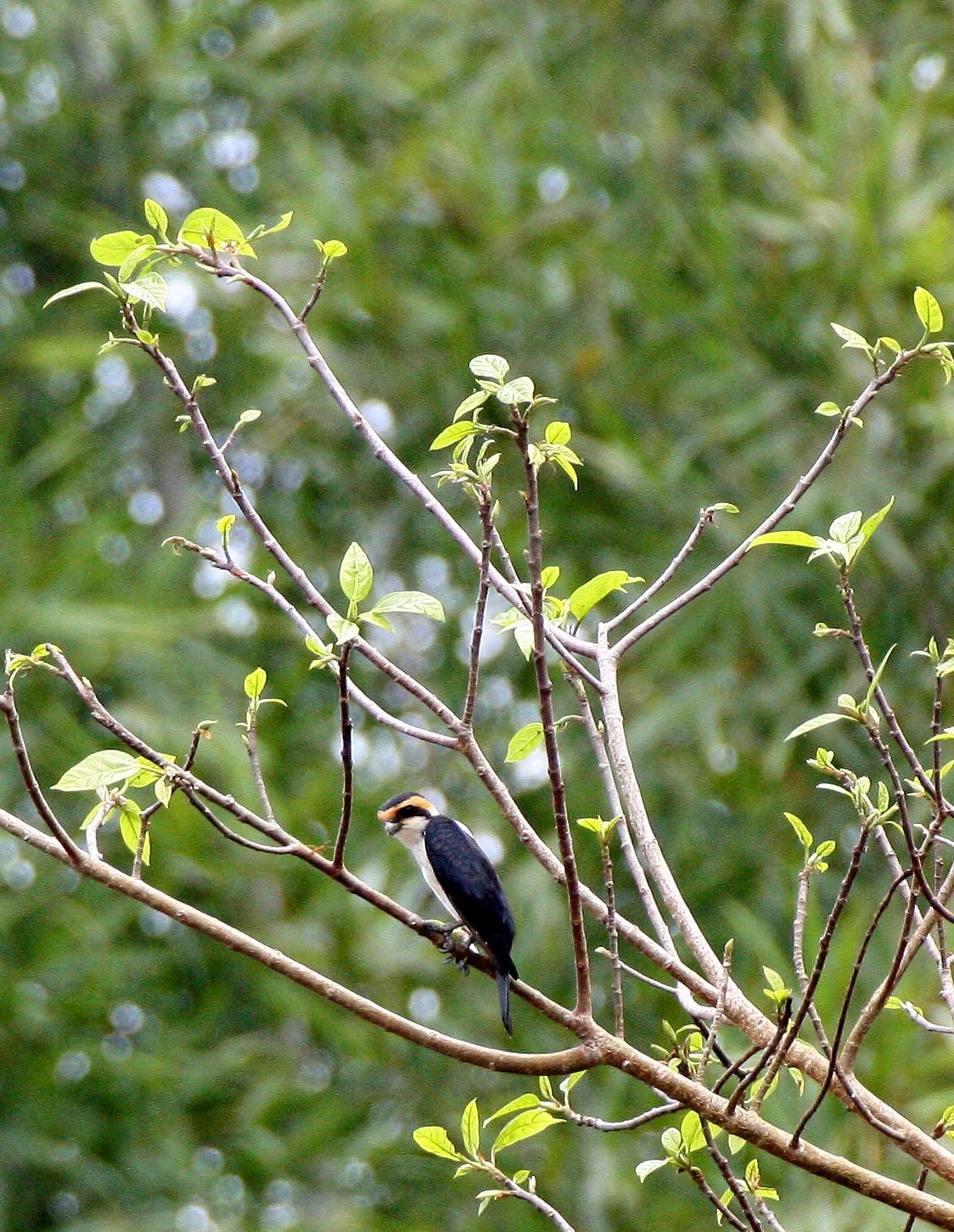 Microhierax caerulescens - COLLARED FALCONET - HUAI KHA KHAENG THAILAND (33).JPG