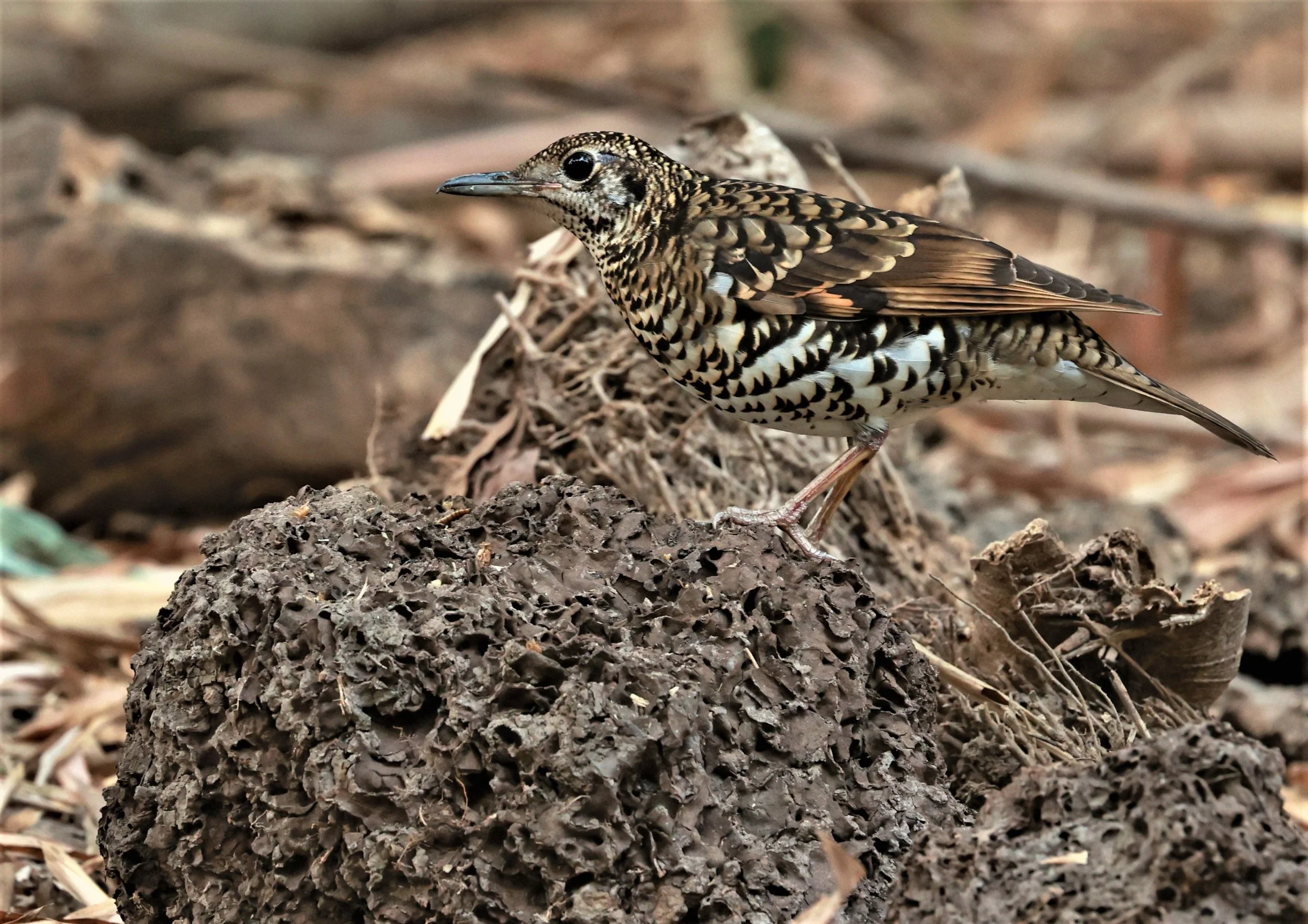 White's Thrush (Zoothera aurea) Putthamonthon Park Nakhon Pathom Thailand (139).jpg