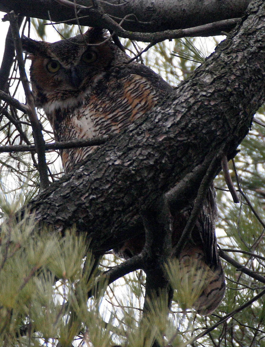 Bubo virginianus - GREAT-HORNED OWL - GENEVA COURTHOUSE ILLINOIS (35).JPG