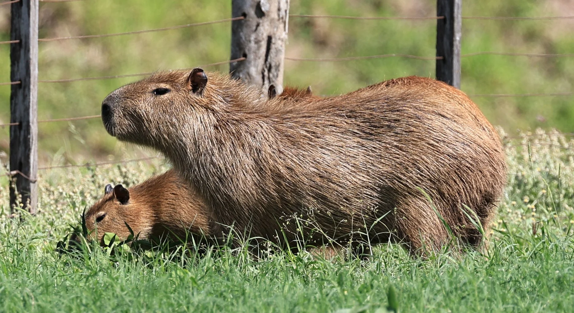 Capybara (Hydrochoerus hydrochaeris) Loma Plata Paraguay - Brunnen Strasse (19).jpg