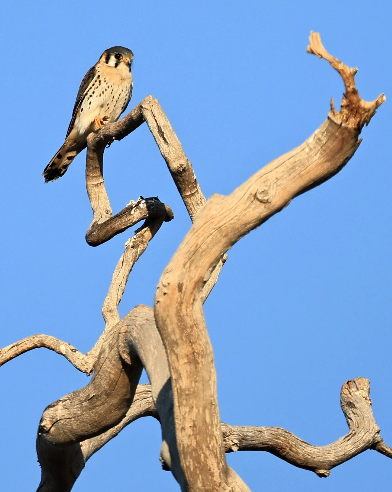American Kestrel (Falco sparverius) Agua Dulce Paraguay (2).jpg