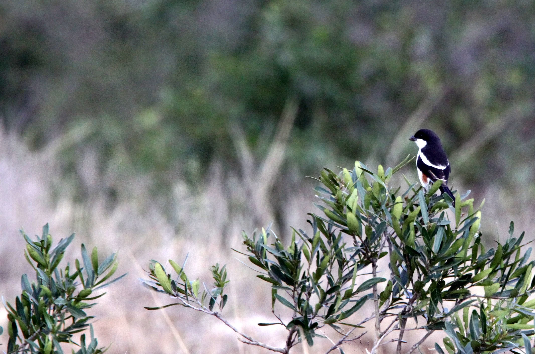 Southern Boubou (Laniarius ferrugineus) Imfolozi NP South Africa (5).JPG