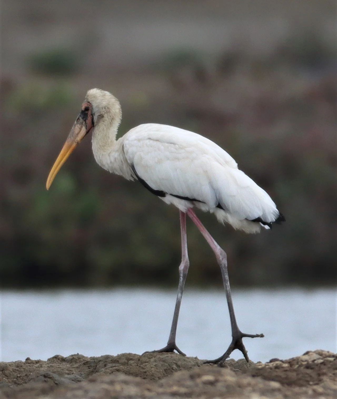 STORK - MILKY STORK - Mycteria cinerea - KHLONG TAMRU CHONBURI (26).jpg