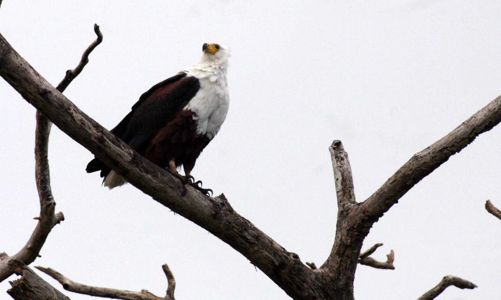 Haliaeetus vocifer - AFRICAN FISH EAGLE - SAINT LUCIA WETLANDS RESERVE - SOUTH AFRICA (1).JPG