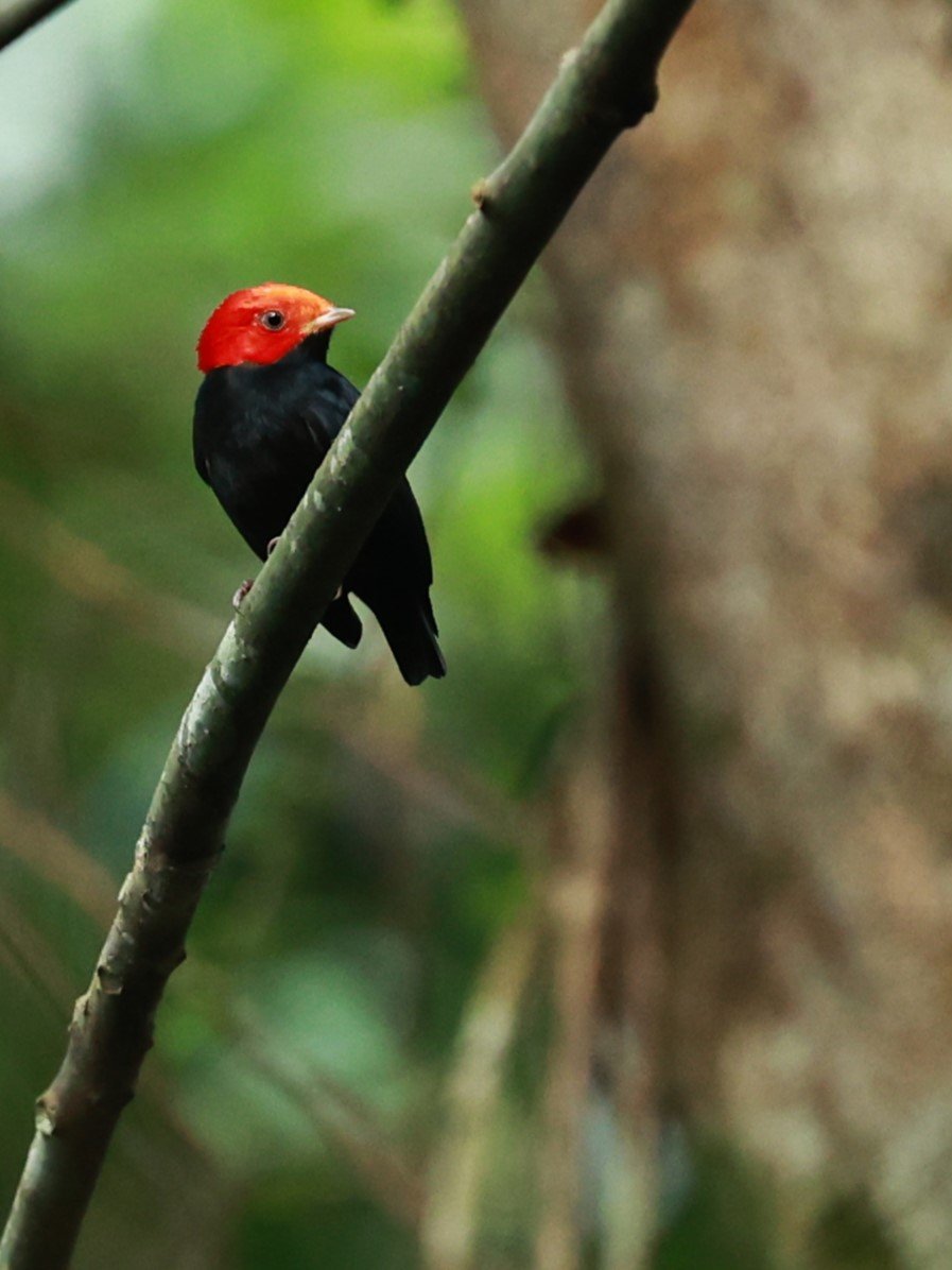Red-headed Manakin - Ceratopipra rubrocapilla - Illeus, Bahia Brazil, Una Township Area