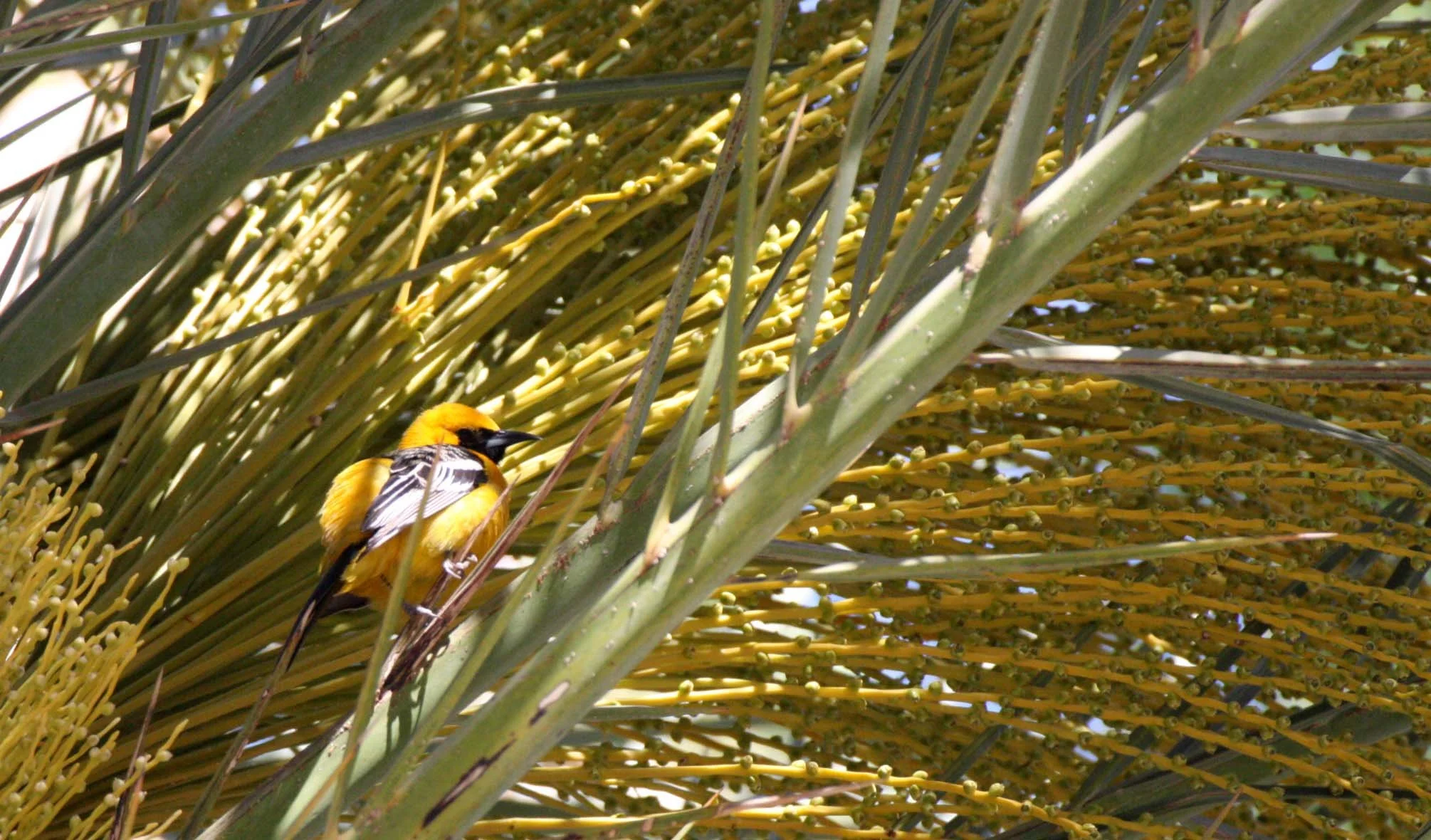 Hooded Oriole (Icterus cucullatus) Loreto Baja Mexico (23).JPG