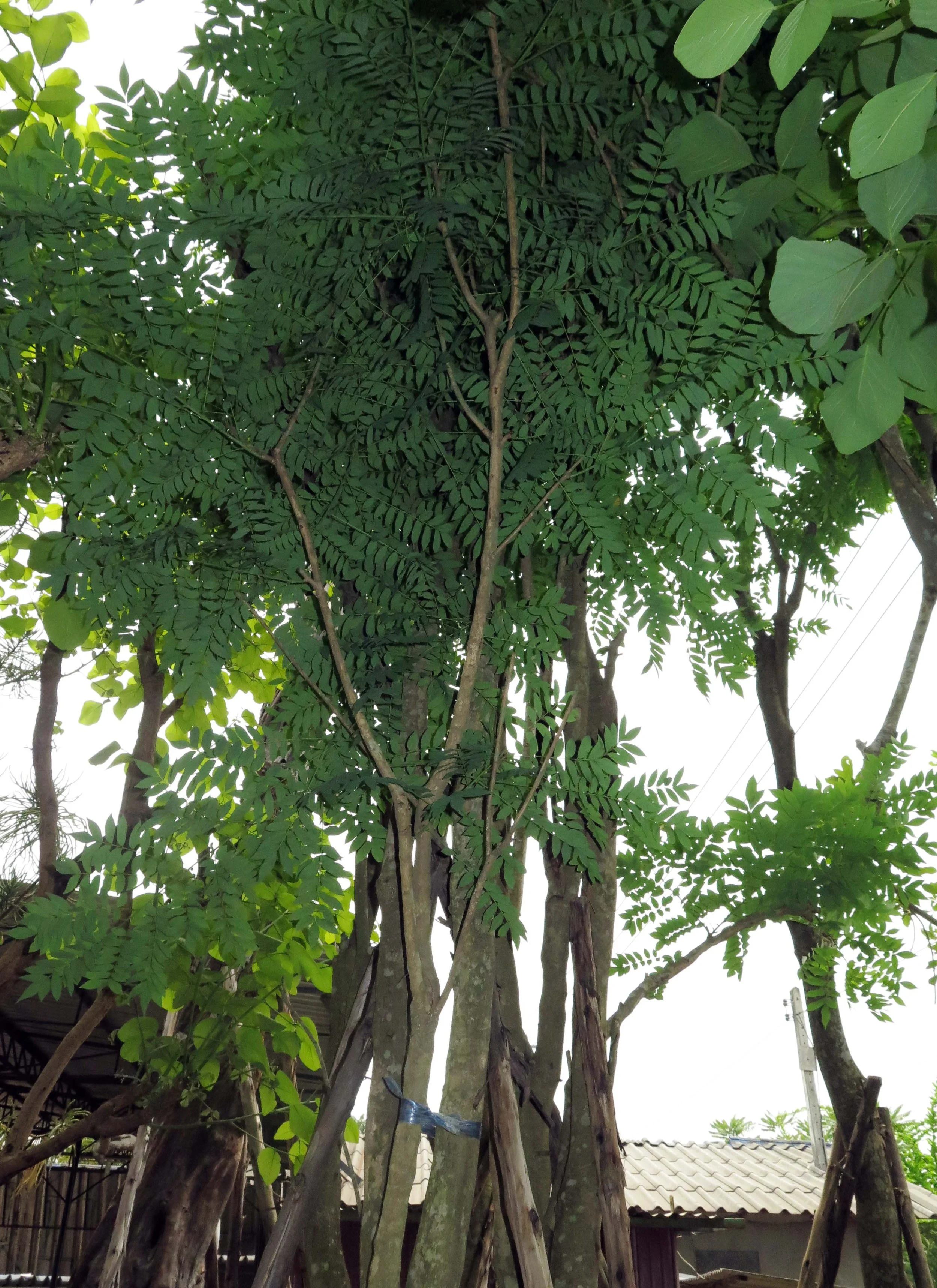 2013 - BANGKOK - NOVEMBER 2013 - MARCH 2014 (147).JPG