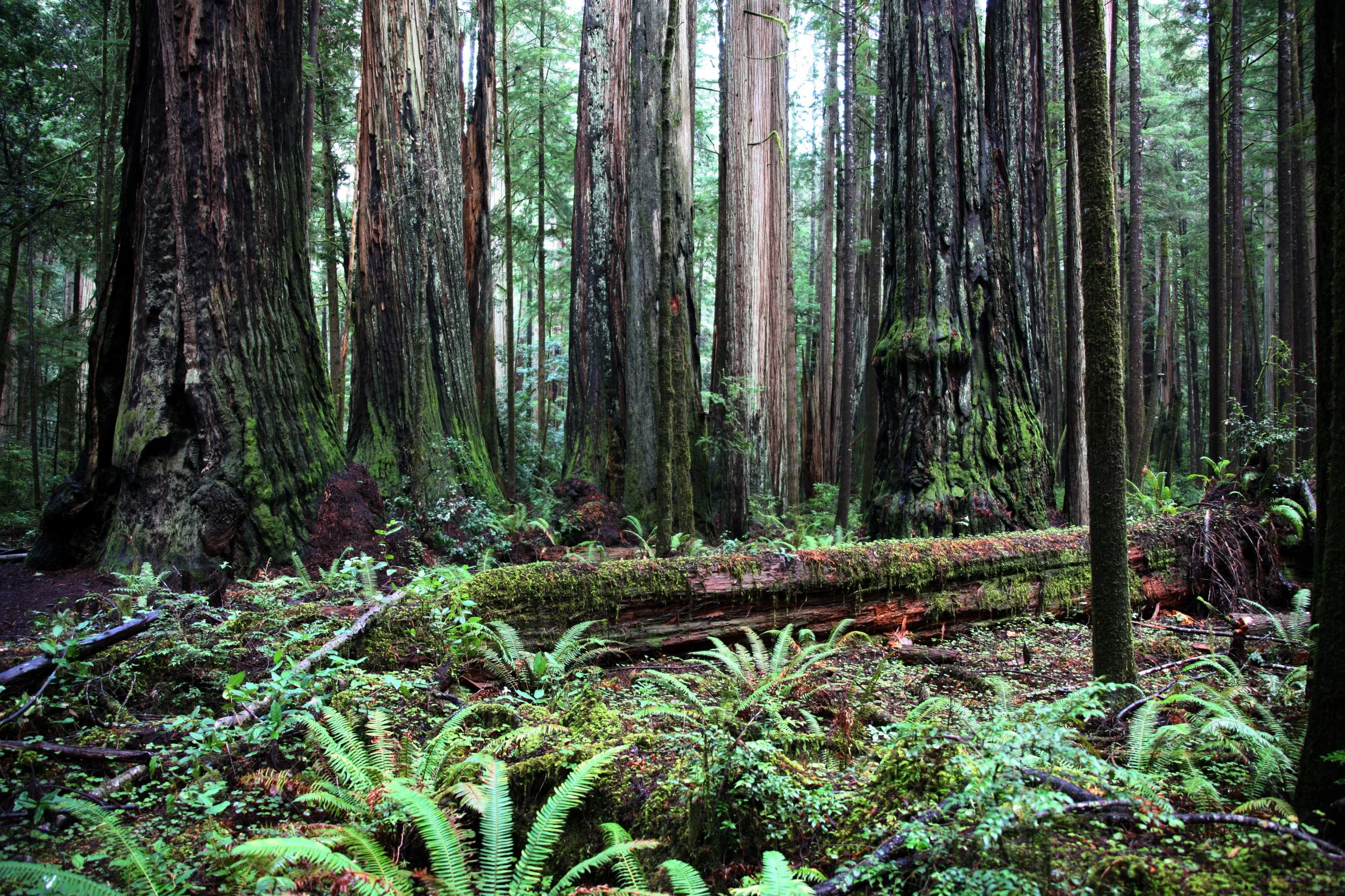 JEDIDIAH SMITH REDWOODS STATE PARK CALIFORNIA (8).JPG