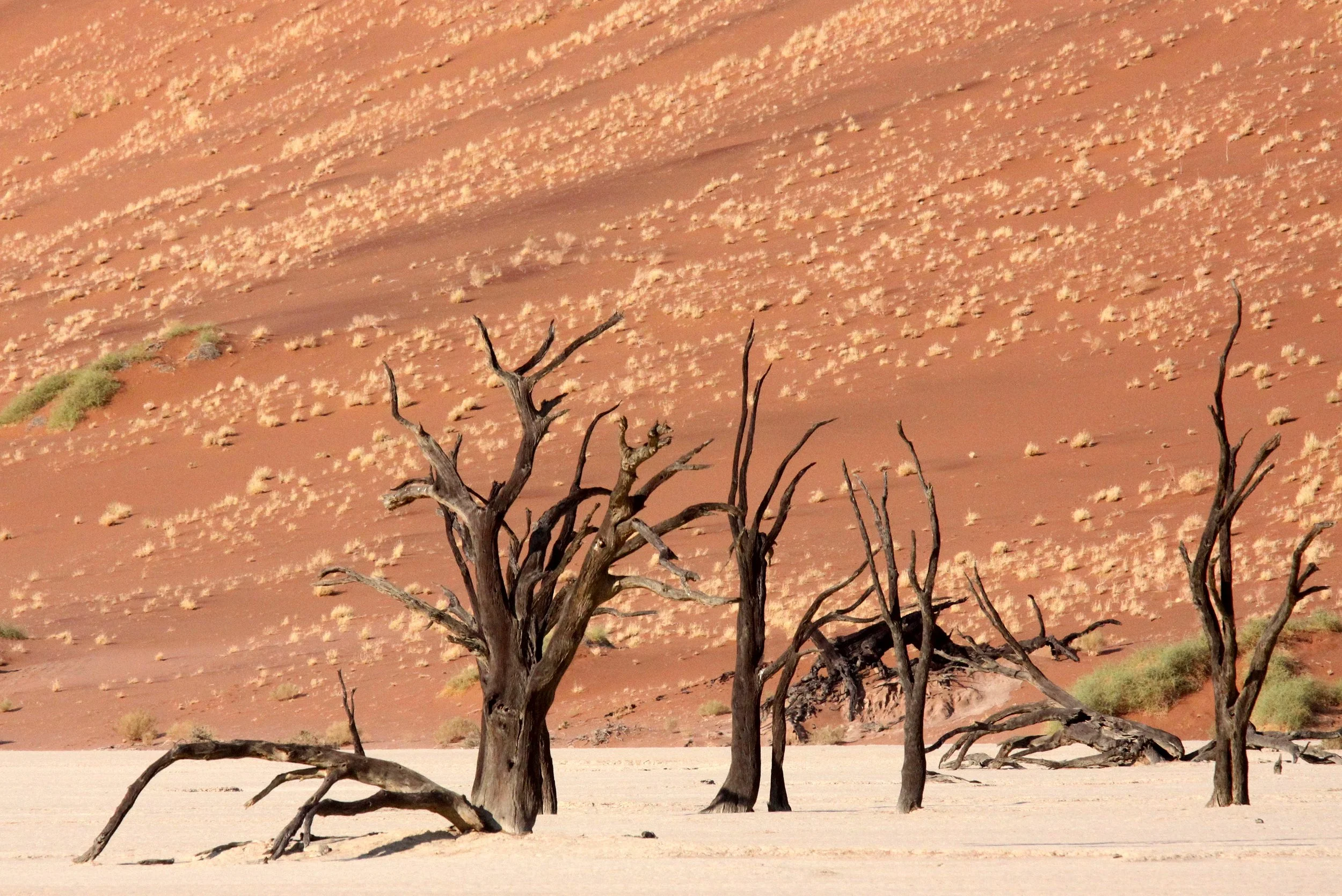 SOSSUSVLEI, NAMIB NAUKLUFT NATIONAL PARK, NAMIBIA - DEAD VLEI (20).JPG