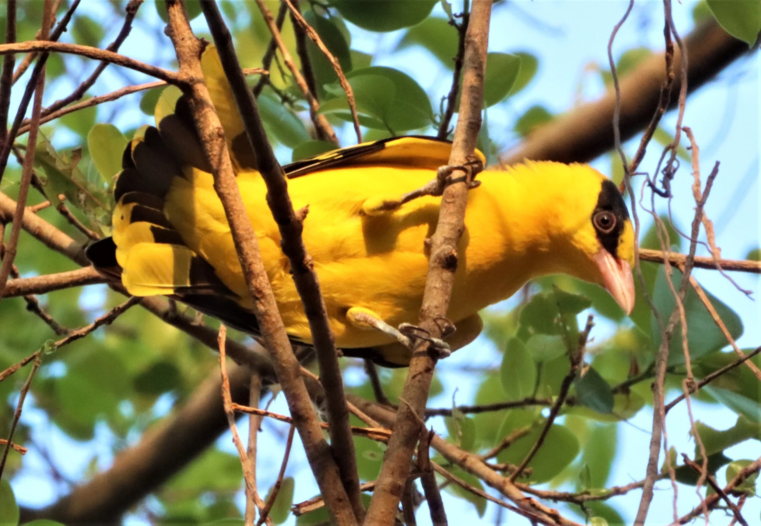 Black-napped Oriole (Oriolus chinensis) Rama 9 Park Bangkok (1).jpg