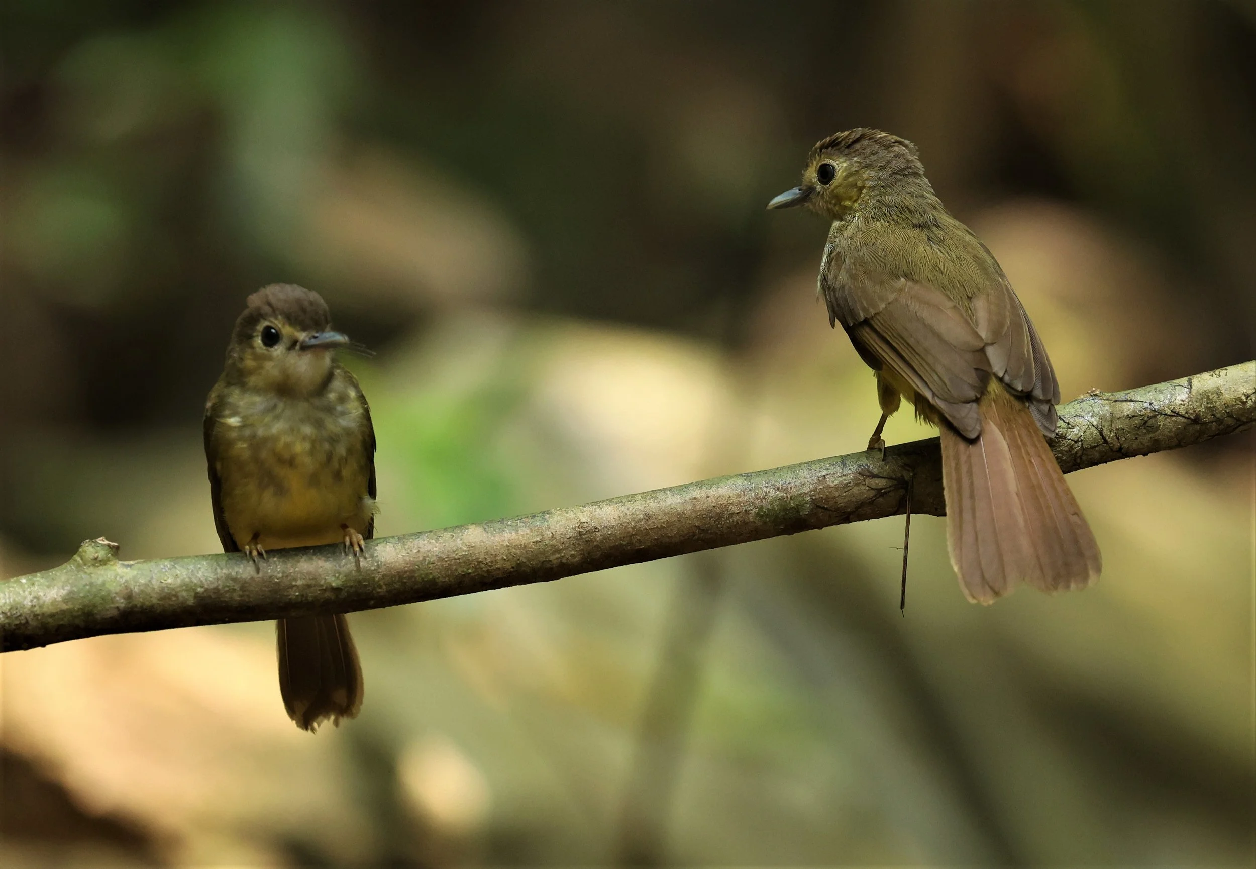 BULBUL - HAIRY-BACKED BULBUL - Tricholestes criniger - KRUNG CHING, KHAO LUANG NP NST, APRIL 2022 (15).jpg