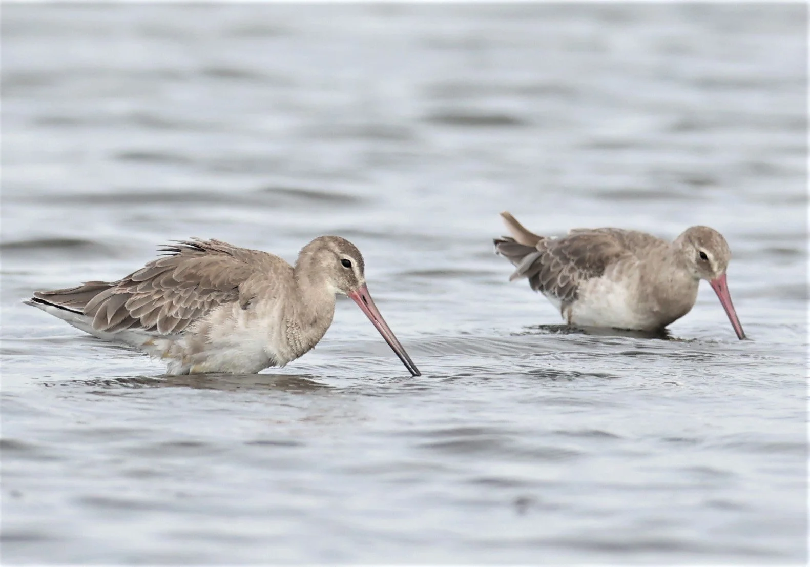 GODWIT - BLACK-TAILED GODWITS - Limosa limosa - WITH CURLEW SANDPIPER - BANG PAKONG SALT PANS CHACHOENGSAO WEST OF RIVER 14 NOV 2021 (11).jpg