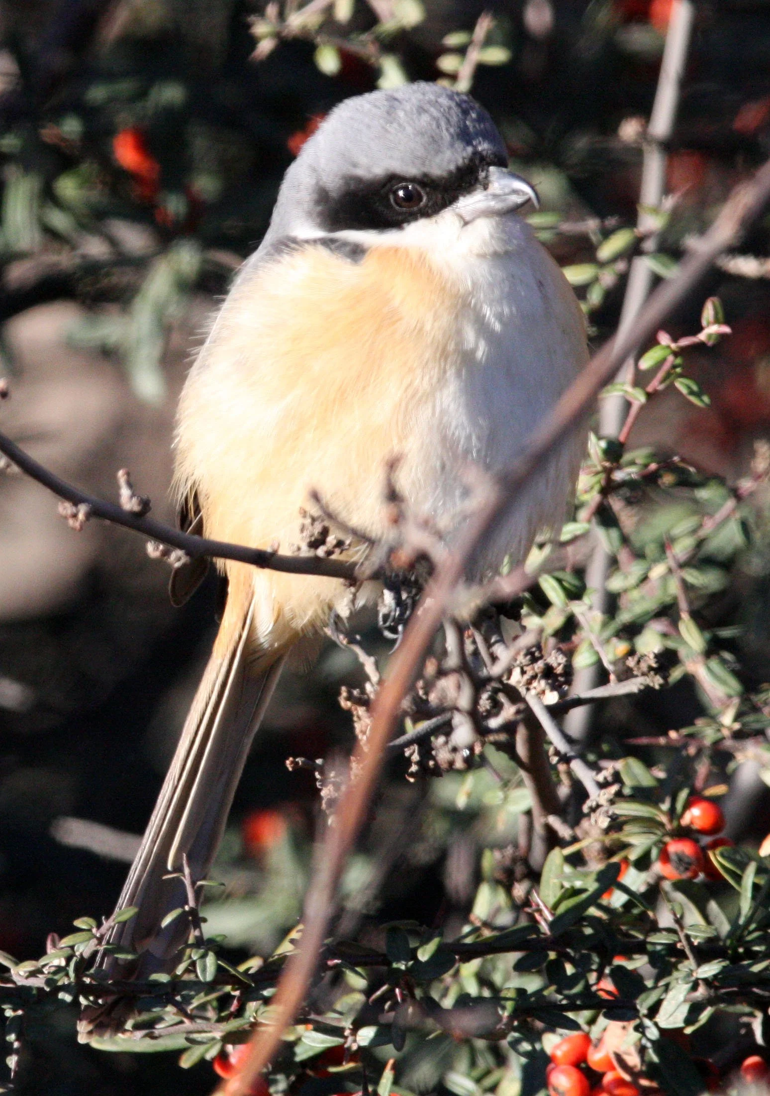 Grey-backed Shrike (Lanius tephronotus) Lijiang Yunnan in surrounding highlands (5).JPG