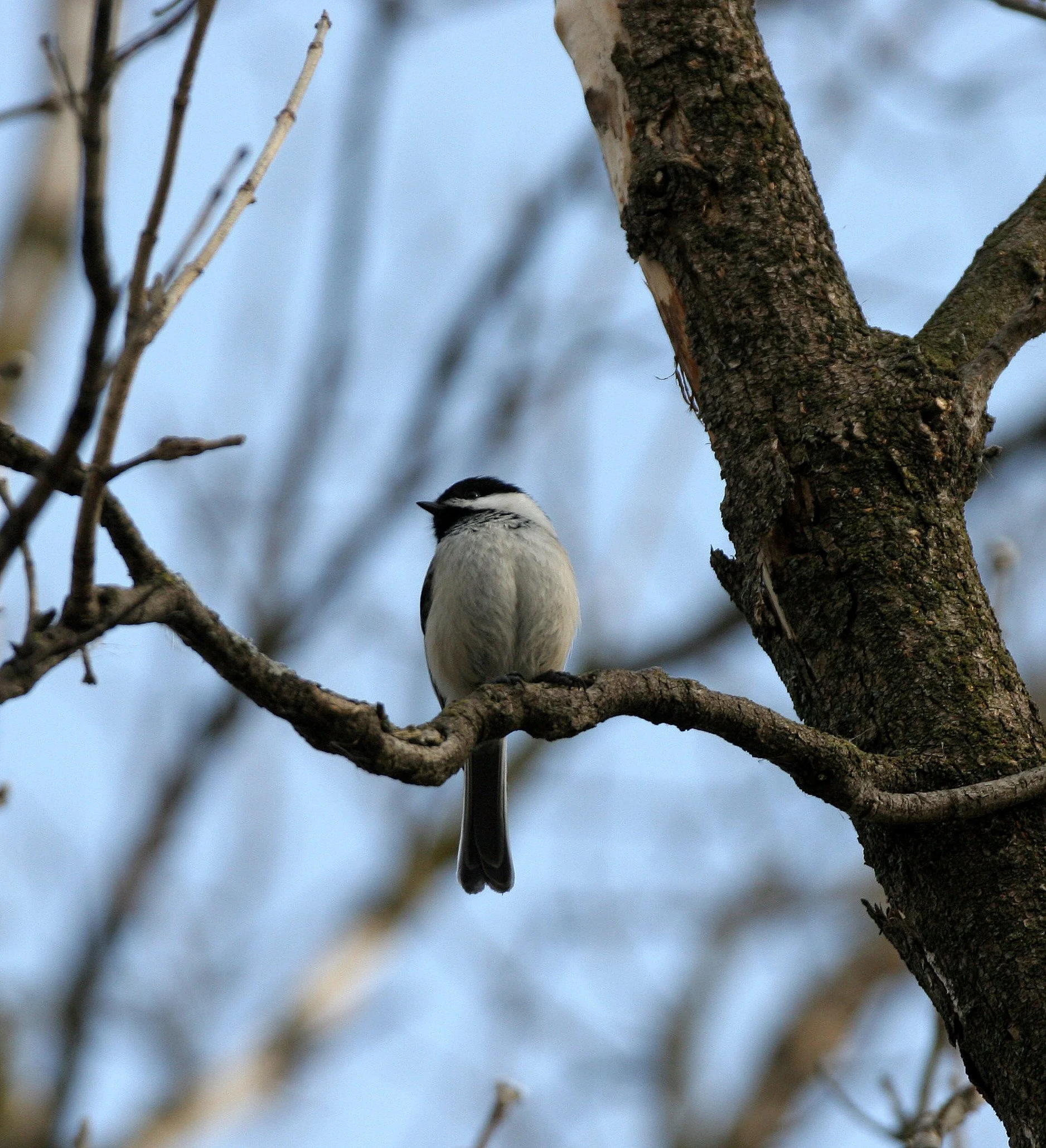 Black-capped chickadee (Poecile atricapillus) Lincoln Marsh, Wheaton Illinois (8).JPG