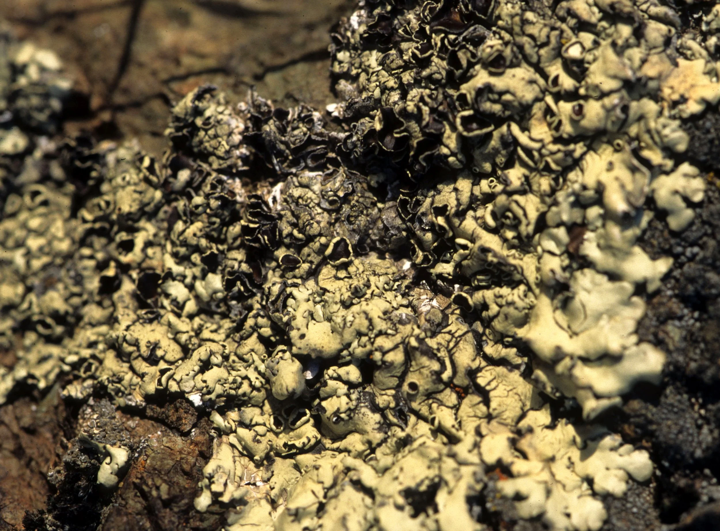 CALIFORNIA - SIERRA NEVADA - LICHEN SPECIES (3).jpg