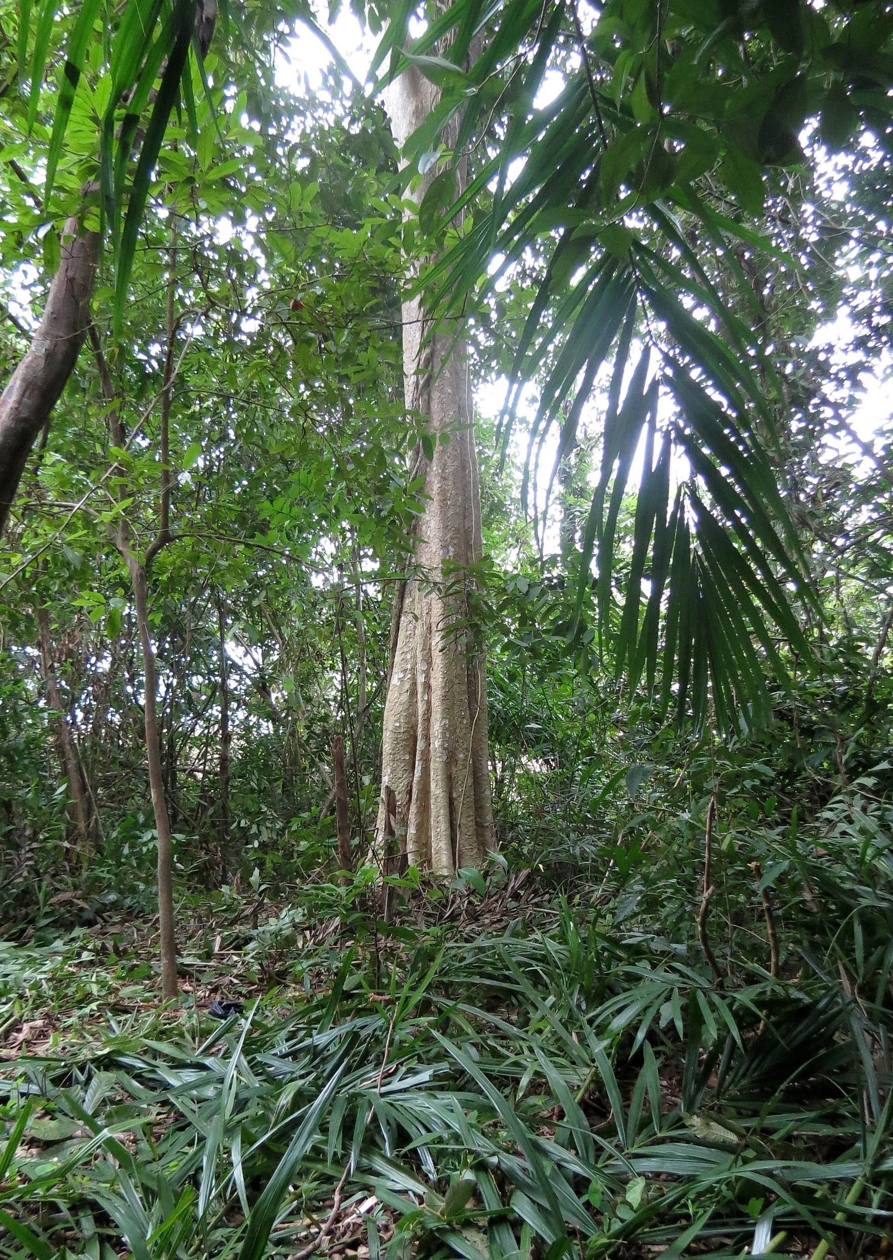 2014 Koh Lanta Build (133).JPG