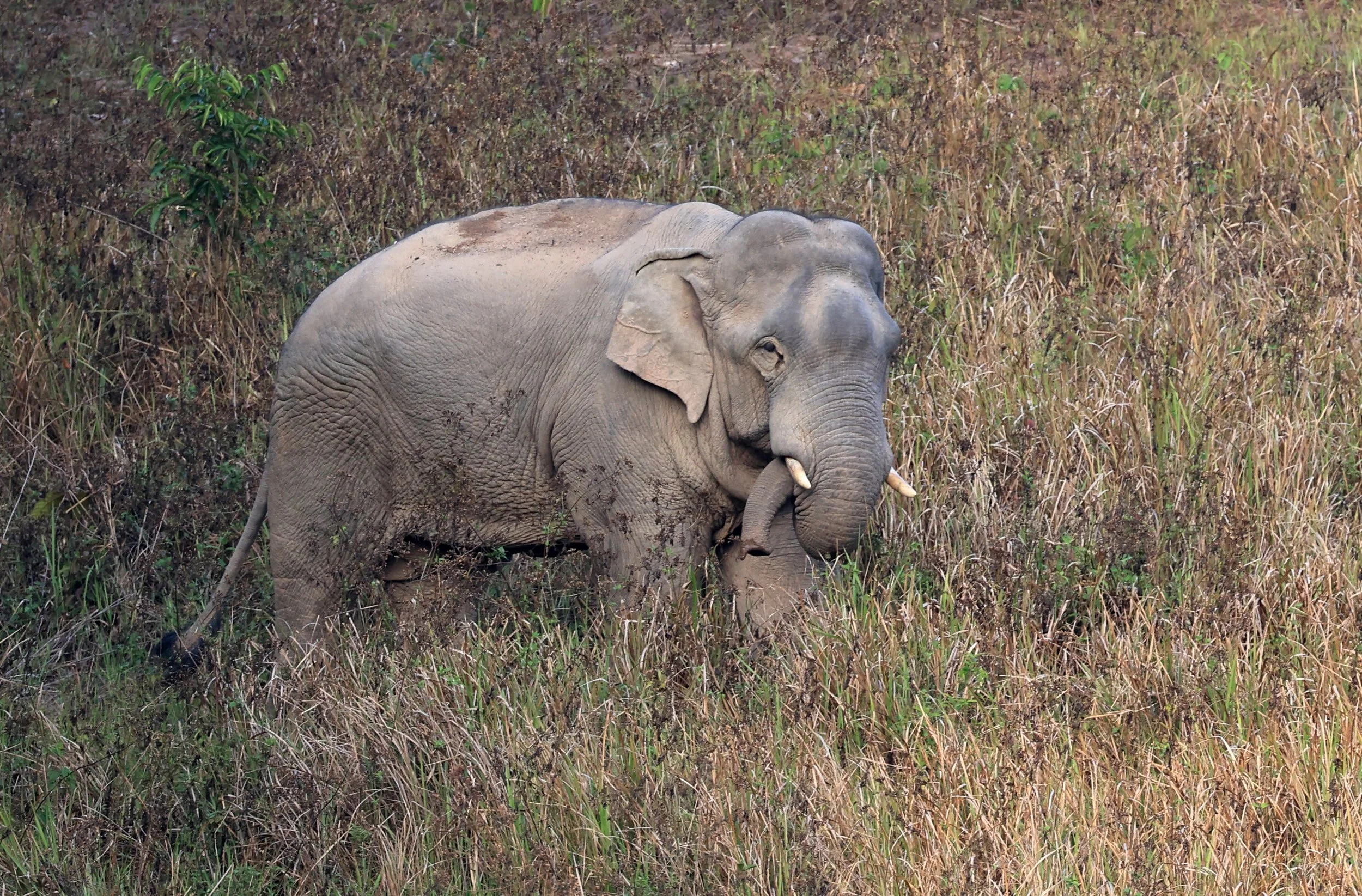 Asian Elephant (Elephas maximus) Khao Yai National Park, Thailand (103).jpg