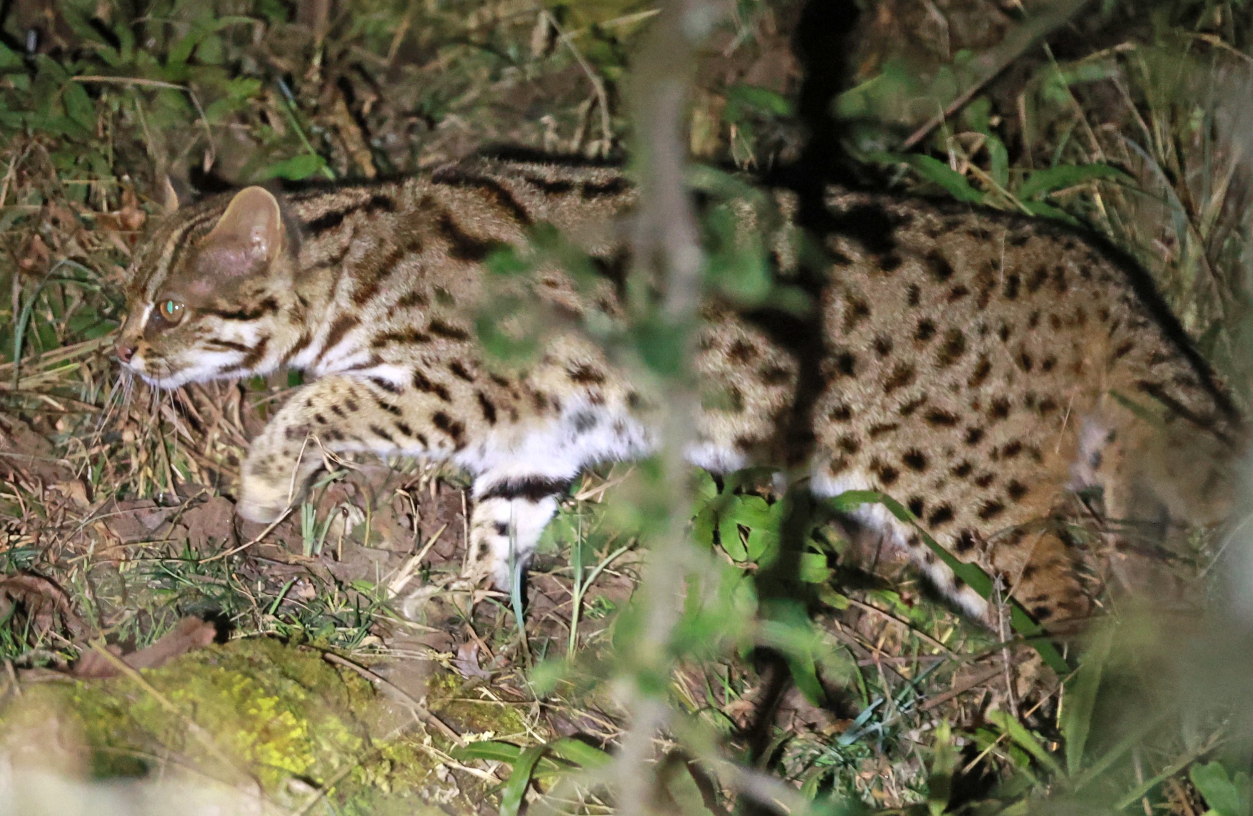 Mainland Leopard Cat (Prionailurus bengalensis) Tangjiahe National Nature Reserve, Sichuan China (27).jpg