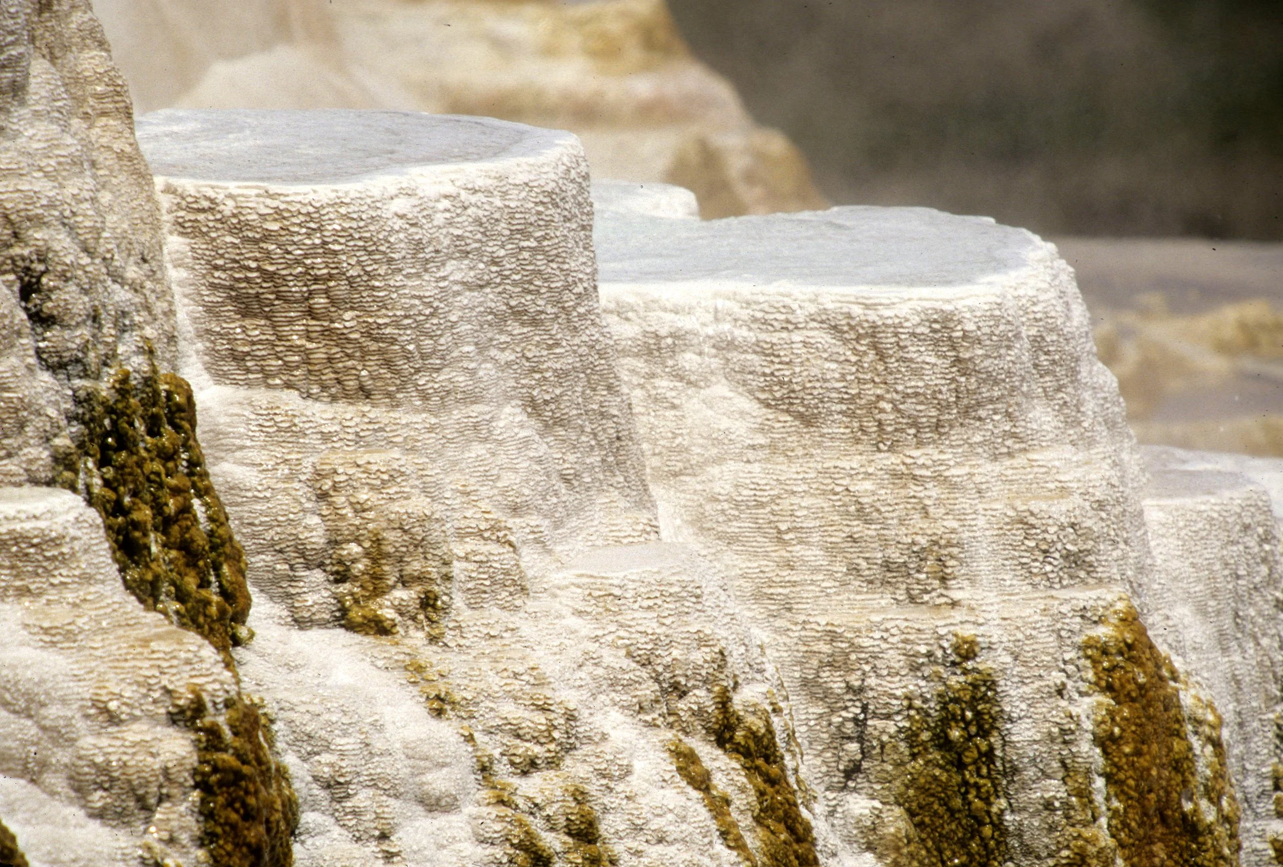 YELLOWSTONE - MAMMOTH HOTSPRINGS CC.jpg