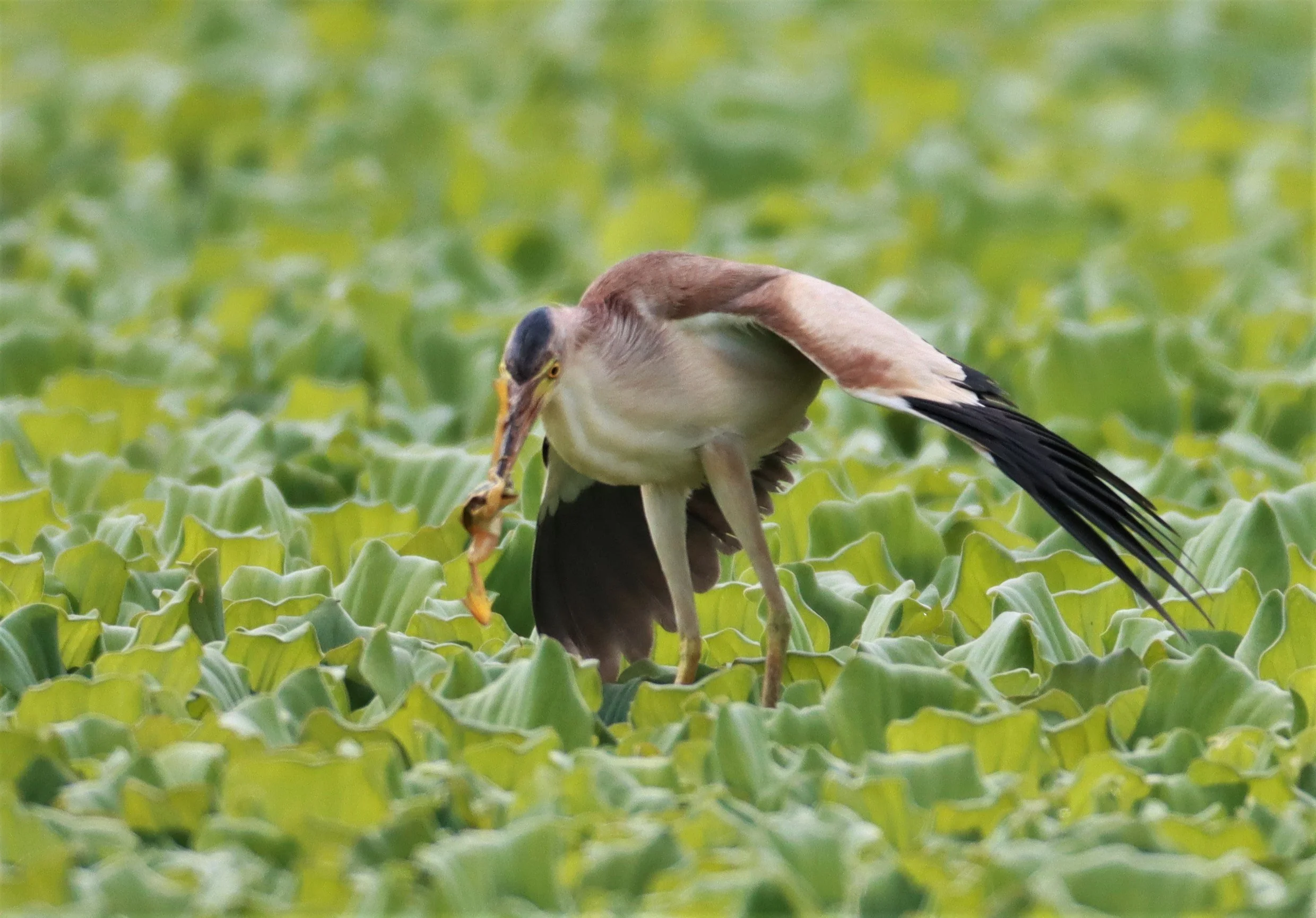BITTERN - YELLOW BITTERN - Ixobrychus sinensis - KHON KAEN SEWAGE TREATMENT PLANT KHON KAEN UNIVERSITY  (34).jpg