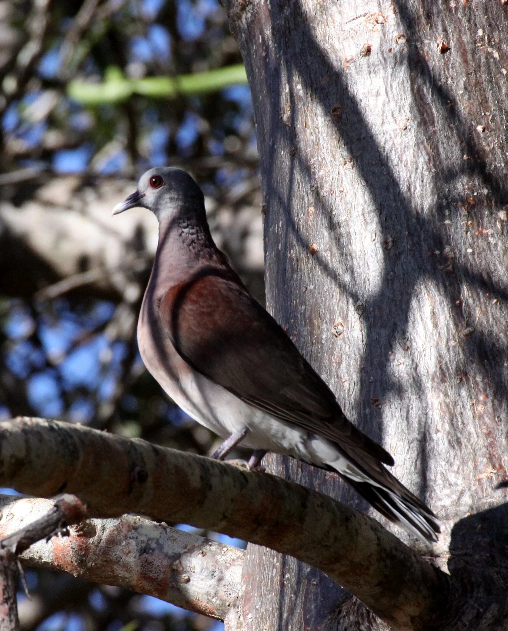 Malagasy Turtle-Dove (Nesoenas picturatus) Berenty Reserve Madagascar (4).JPG