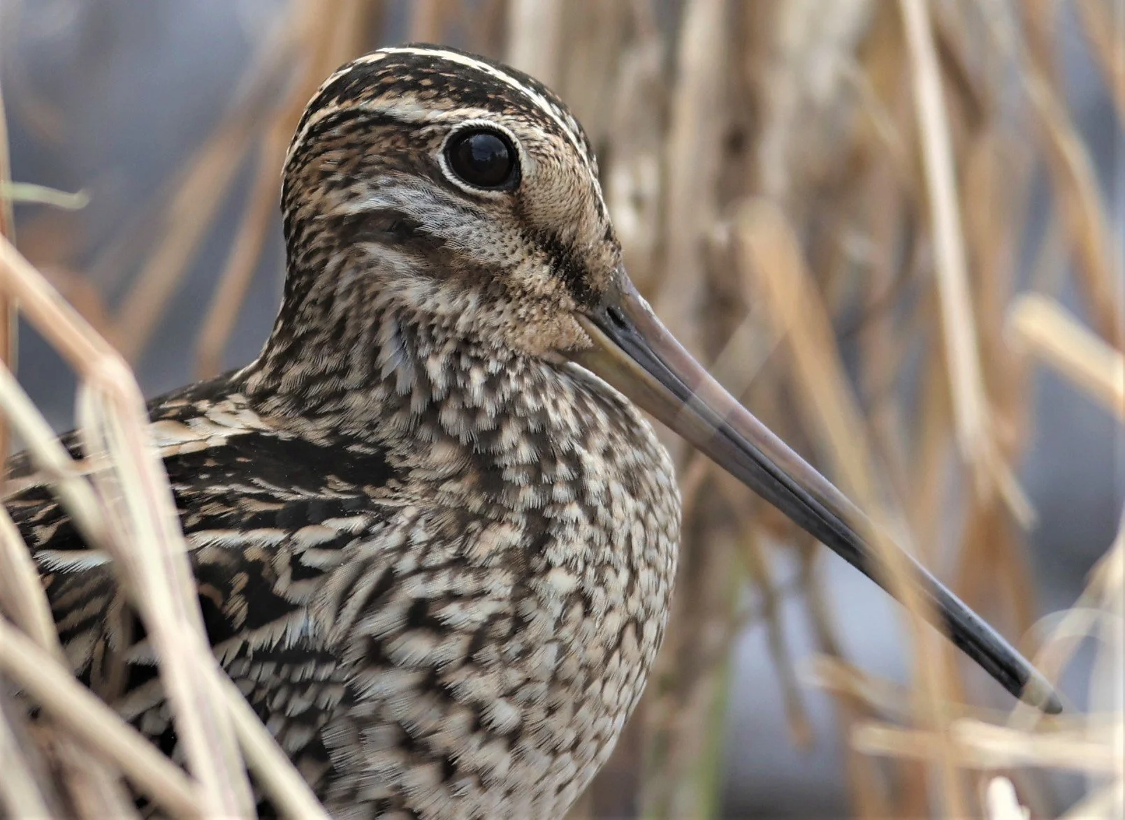 SNIPE - COMMON SNIPE - Gallinago gallinago - PATHUM THANI RICE RESEARCH CENTER 06 NOV 2021 (9).jpg