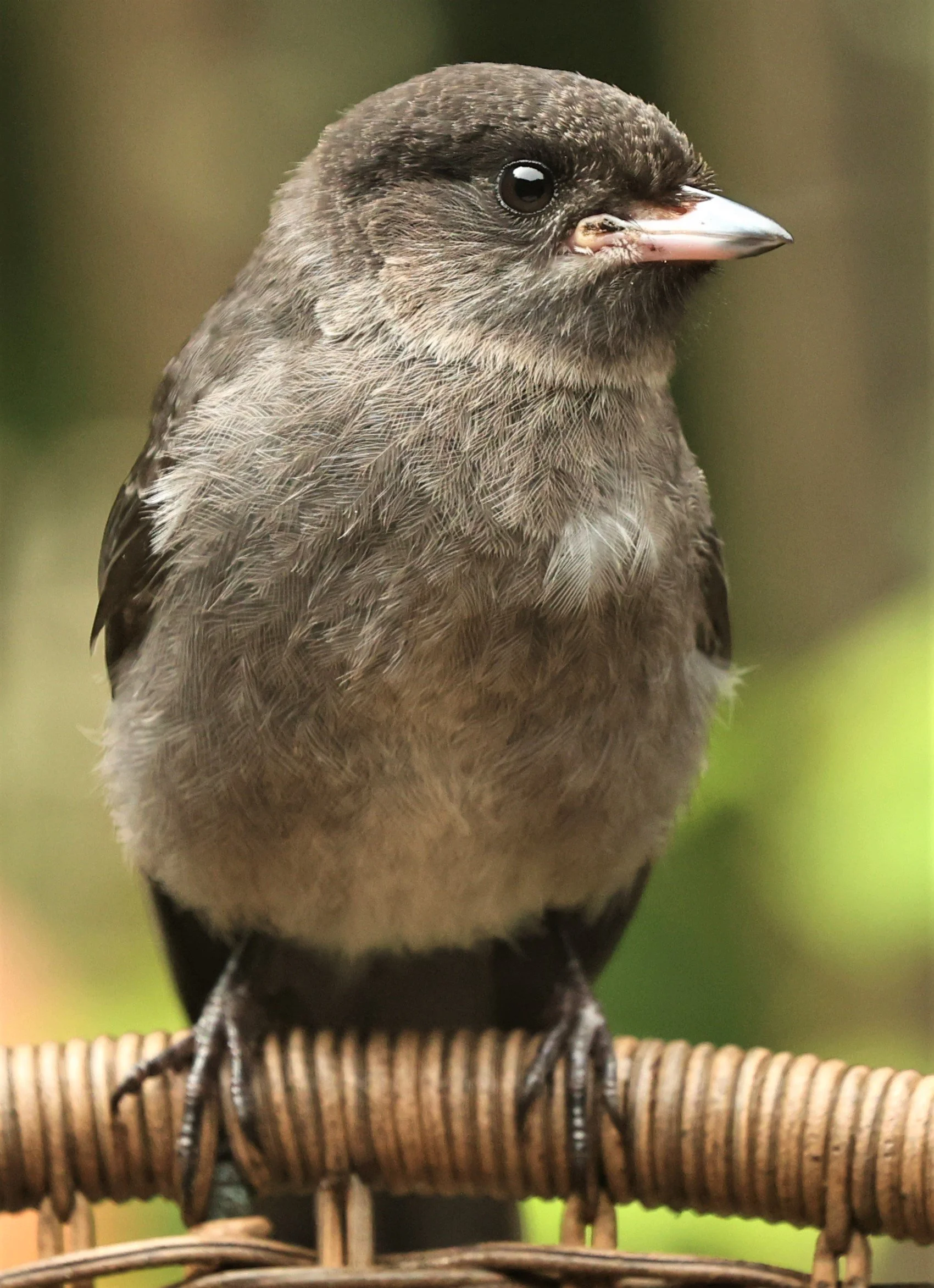 Perisoreus canadensis - GRAY JAY - CHURCH TREE ROAD, CRESCENT CITY CALIFORNIA 2022 (2).jpg