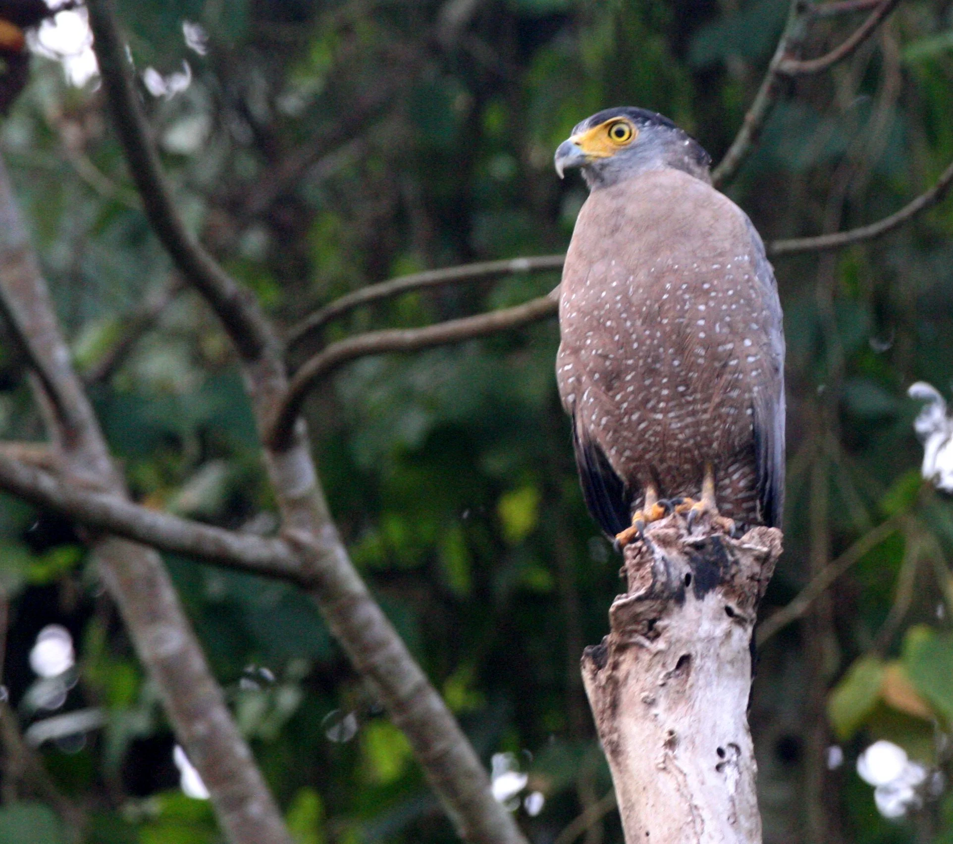 Spilornis cheela pallidus - NORTHERN BORNEO CRESTED SERPENT EAGLE - TABIN WILDLIFE RESERVE BORNEO (3).JPG