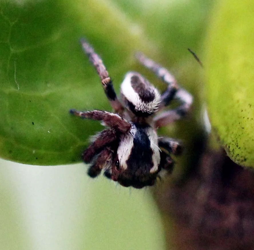 2013 in Nakhonsithammarat and some Krabi with Family (82).JPG