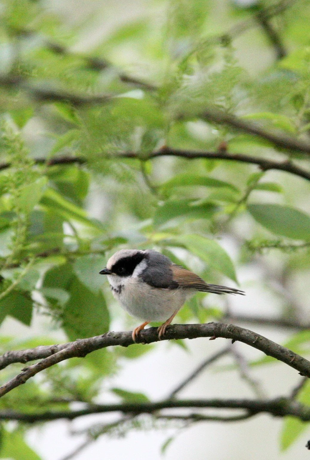 Black-throated Bushtit (Aegithalos concinnus) Hongcun Village, Anhui China (4).JPG