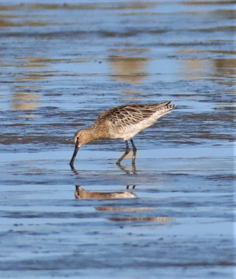 DOWITCHER - ASIAN DOWITCHER - Limnodromus semipalmatus - Mangrove Forest Research Center (28).jpg
