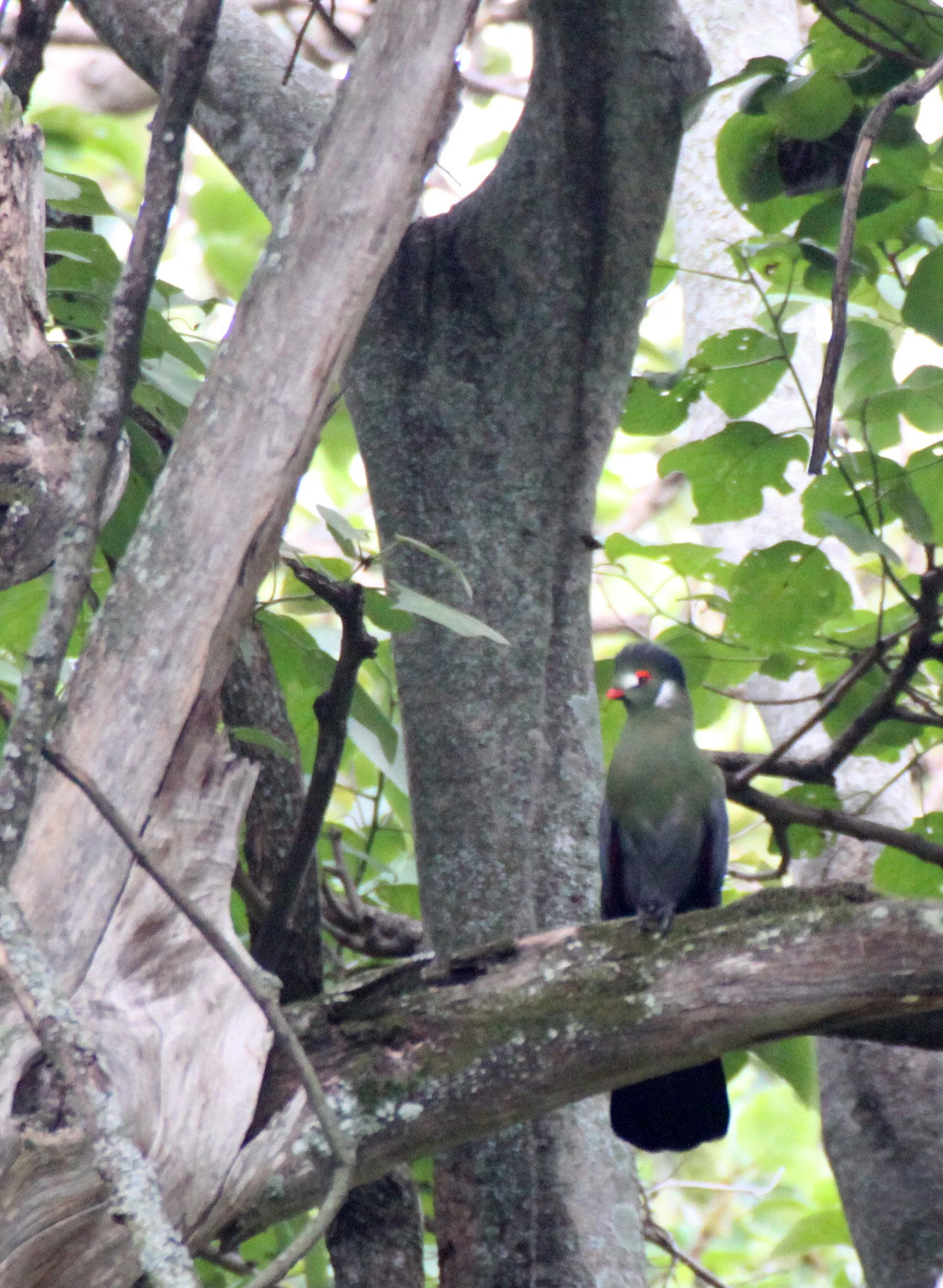 White-cheeked Turaco (Menelikornis leucotis) Langano Lake Ethiopia (3).JPG