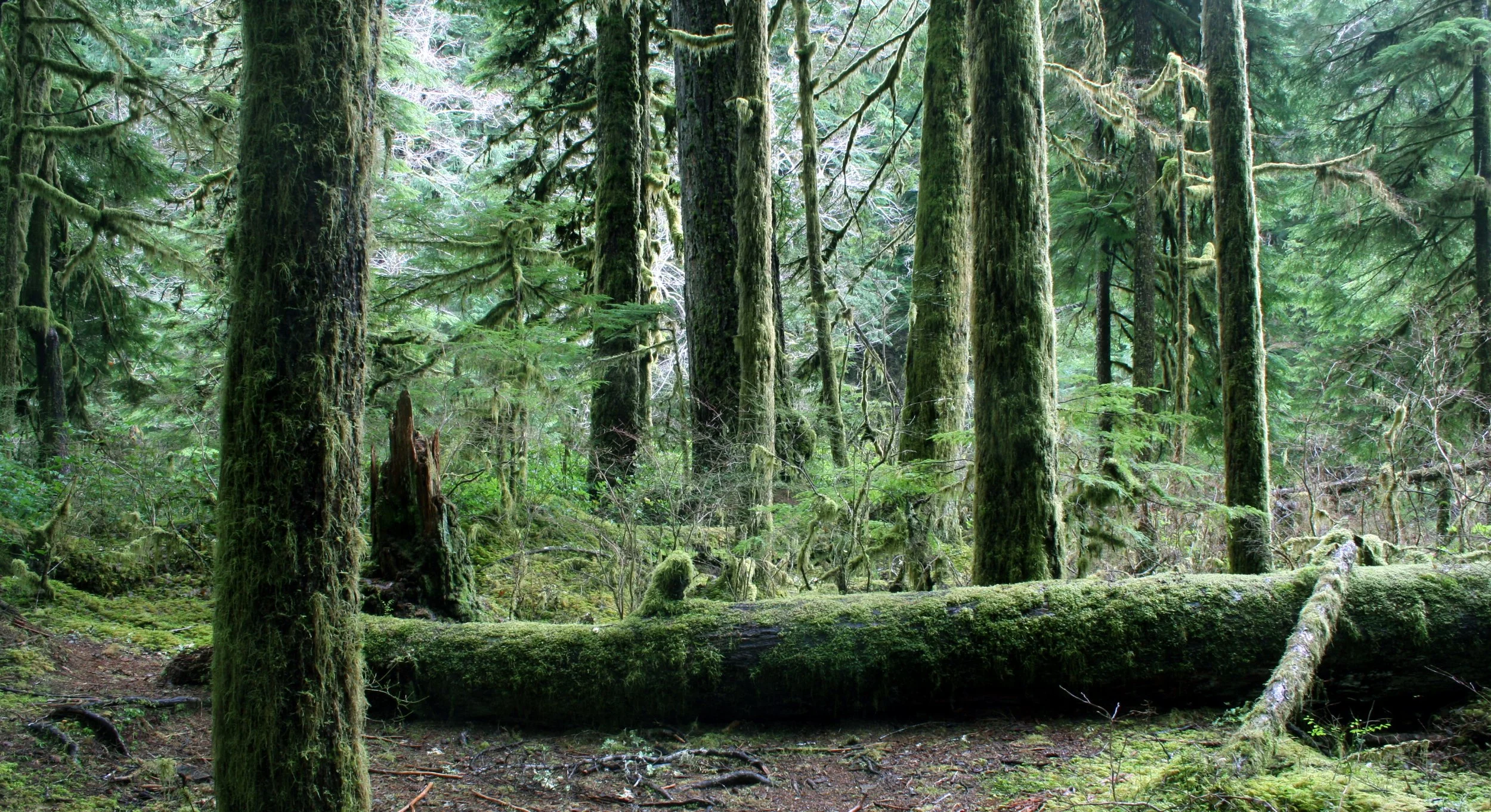 SOL DUC FALLS AND FOREST - ONP WA (13).JPG
