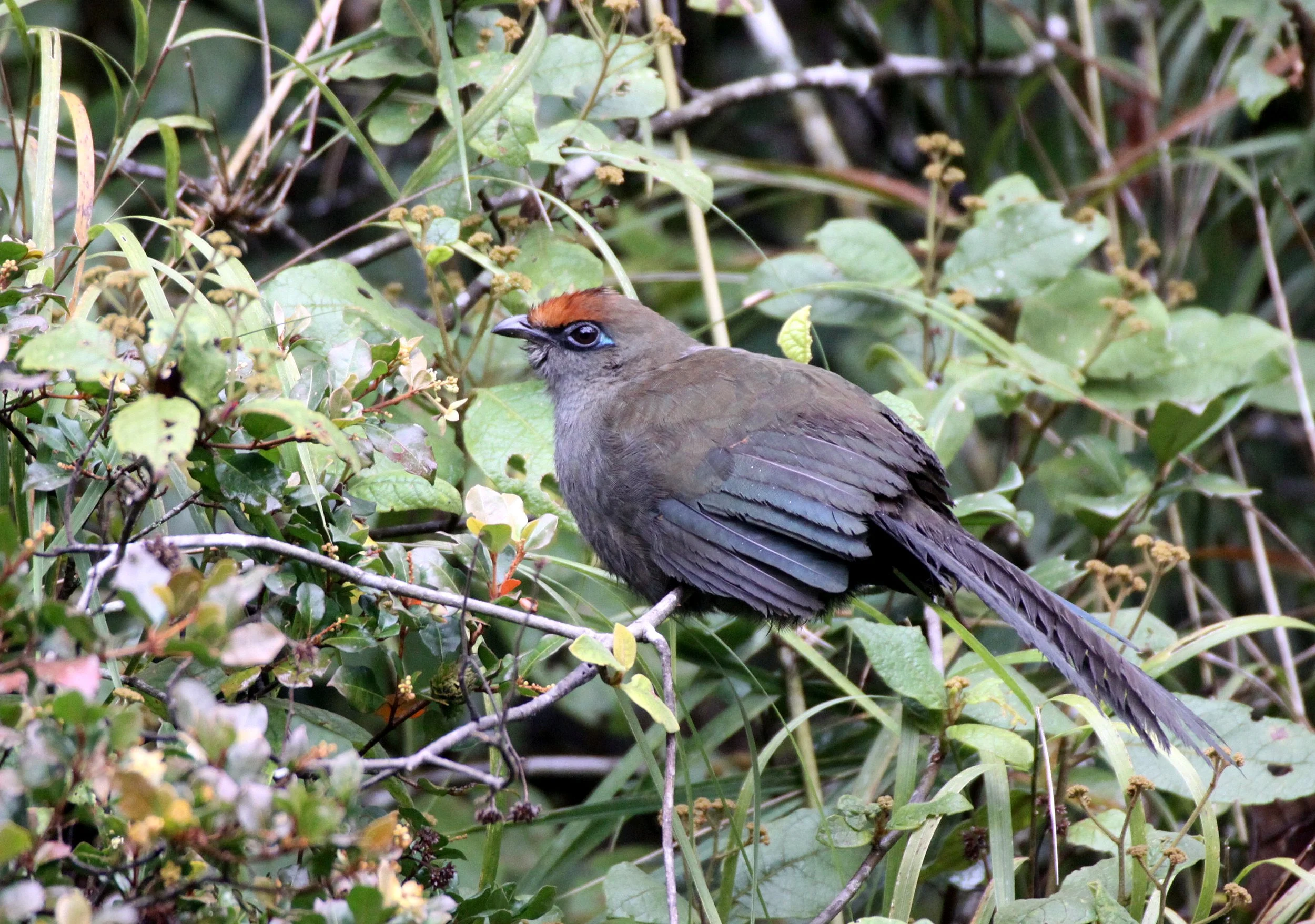 Red-fronted Coua (Coua reynaudii) Ranomafana NP Madagascar (6).JPG