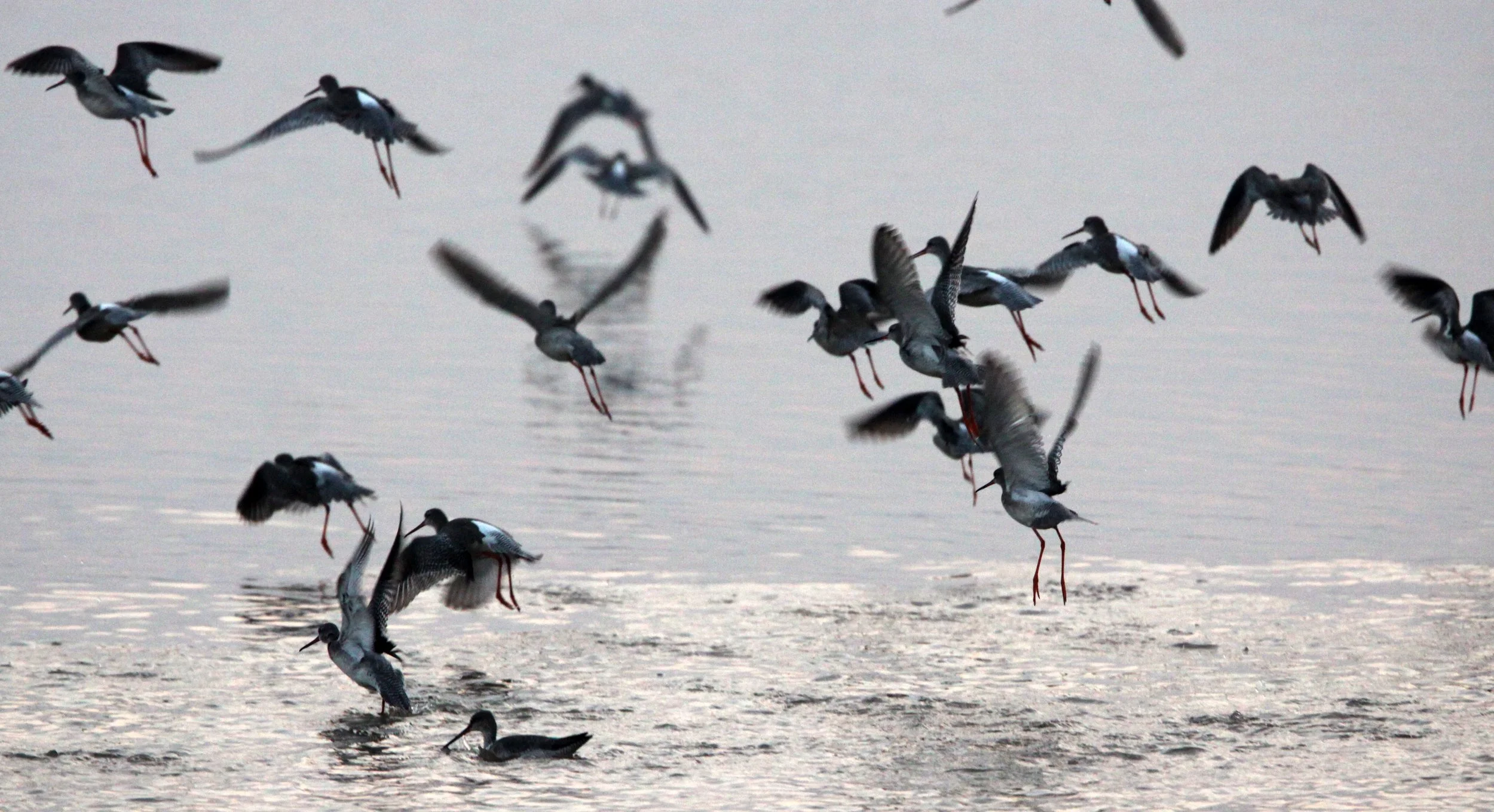 BIRD - REDSHANK - SPOTTED REDSHANK - TRINGA ERYTHROPUS - POYANG LAKE, JIANGXI PROVINCE, CHINA (17).JPG