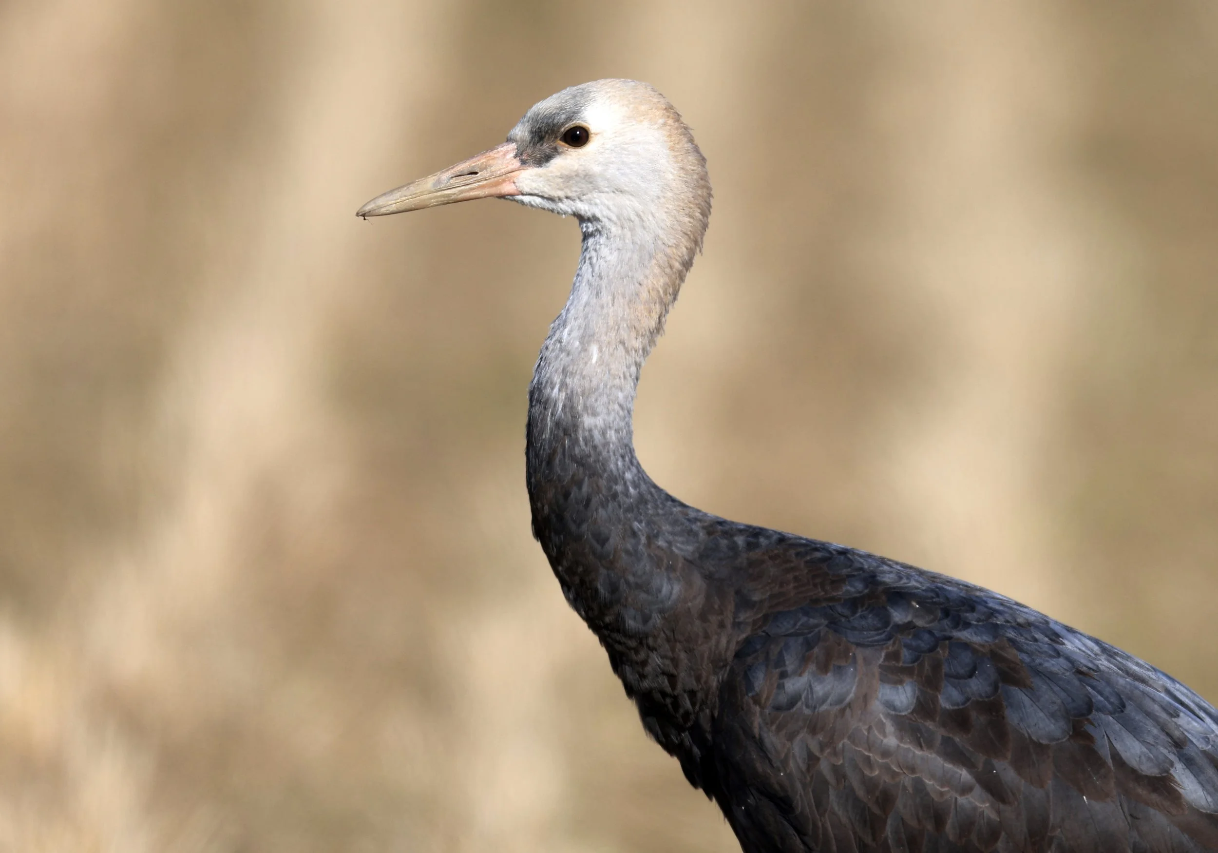 Hooded Crane (Grus monacha) Izumi Crane Center and Fields Izumi Kagoshima Japan (132).jpg