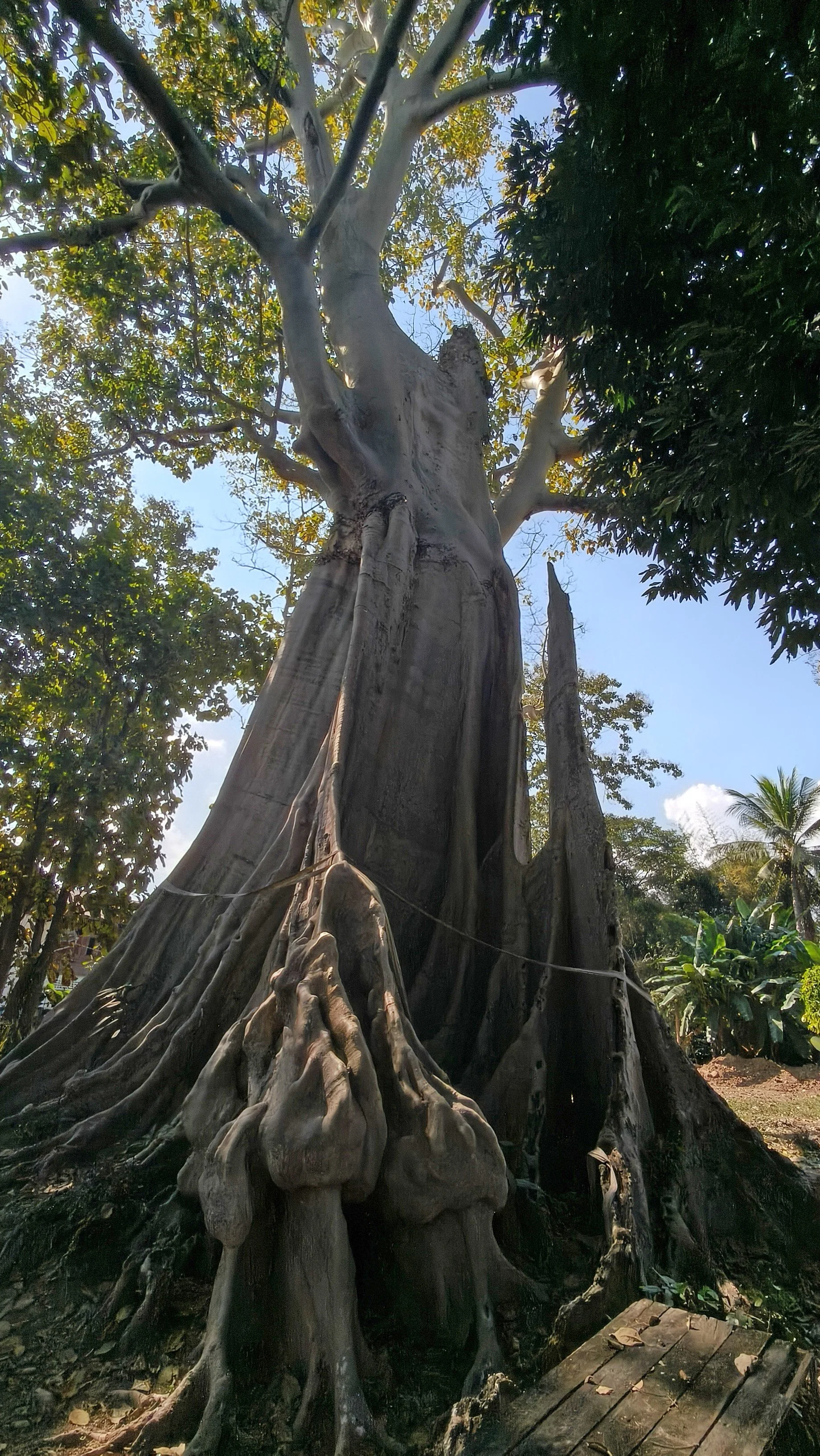 Giant Ficus Tree - Western Phayao Province (4).jpg