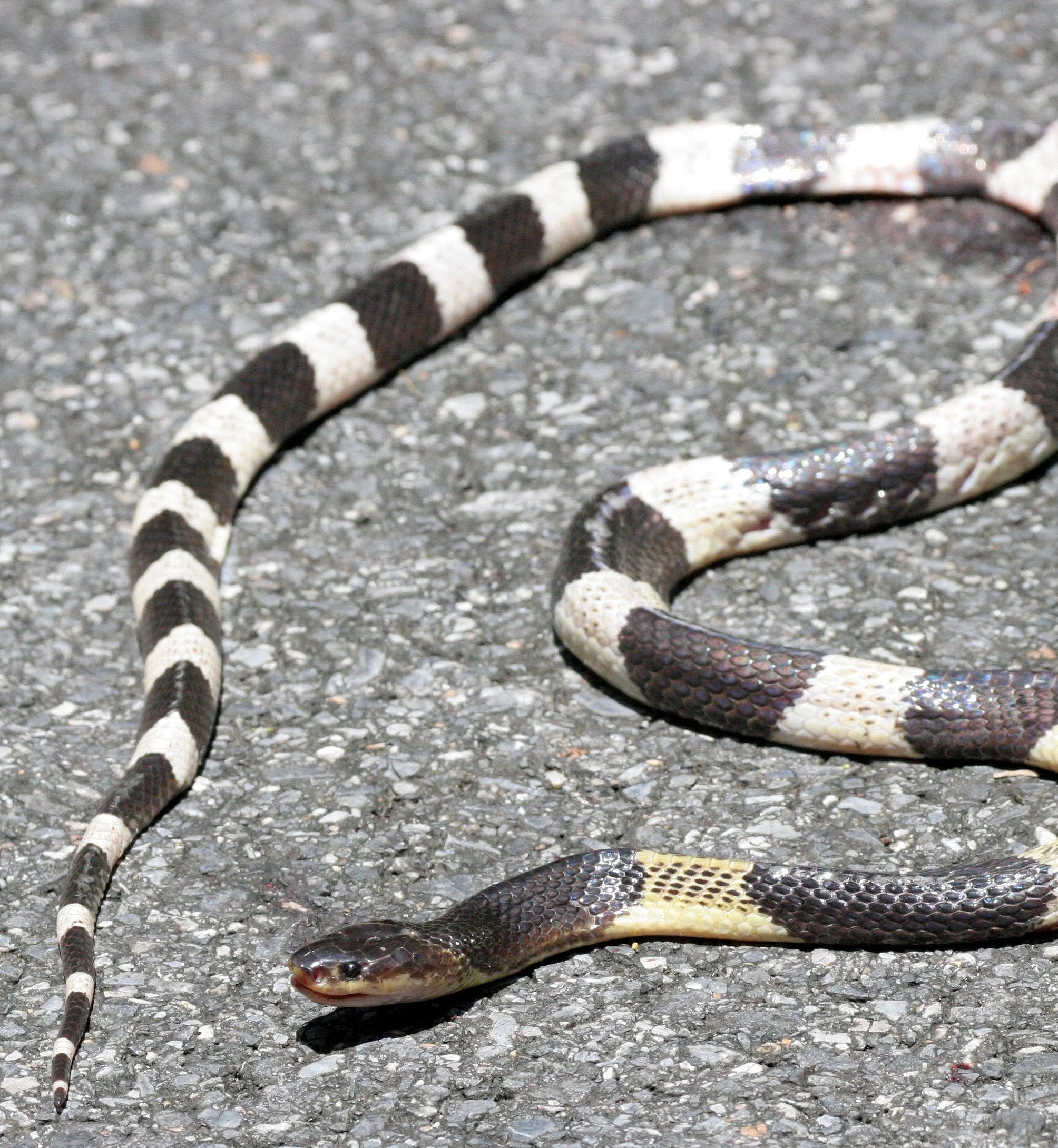 Banded or Blue Krait (Bungarus candidus)