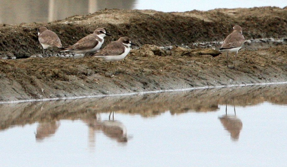 BIRD - PLOVER - KENTISH PLOVER - PETCHABURI PROVINCE, PAK THALE (2).JPG