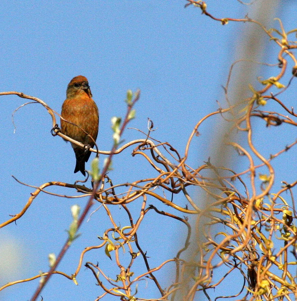 Red or Common rCossbill (Loxia curvirostra) Lake Farm, Olympic Peninsula Washington (3).JPG