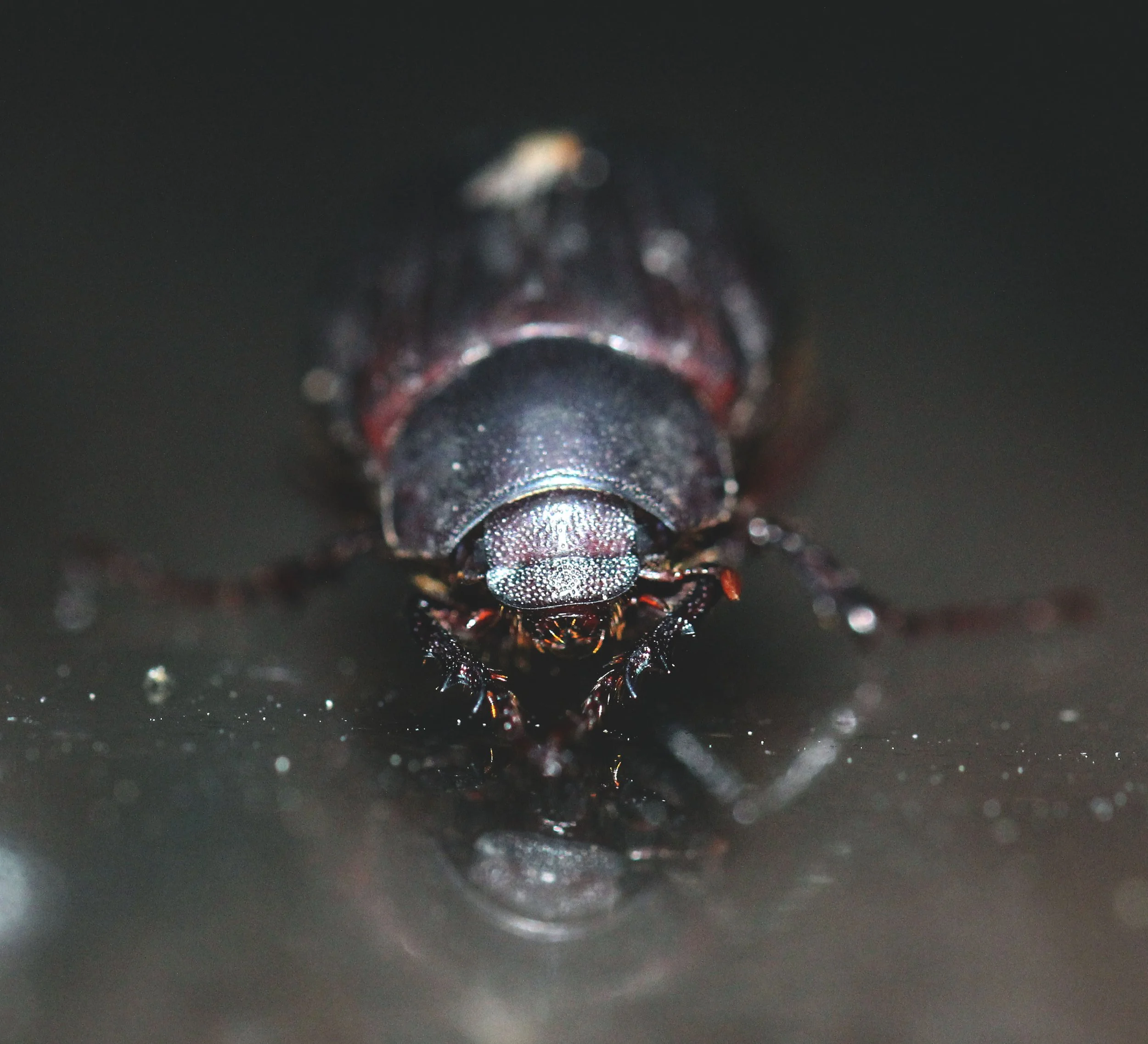 Tocama species - Koh Lanta, Thailand (1).JPG