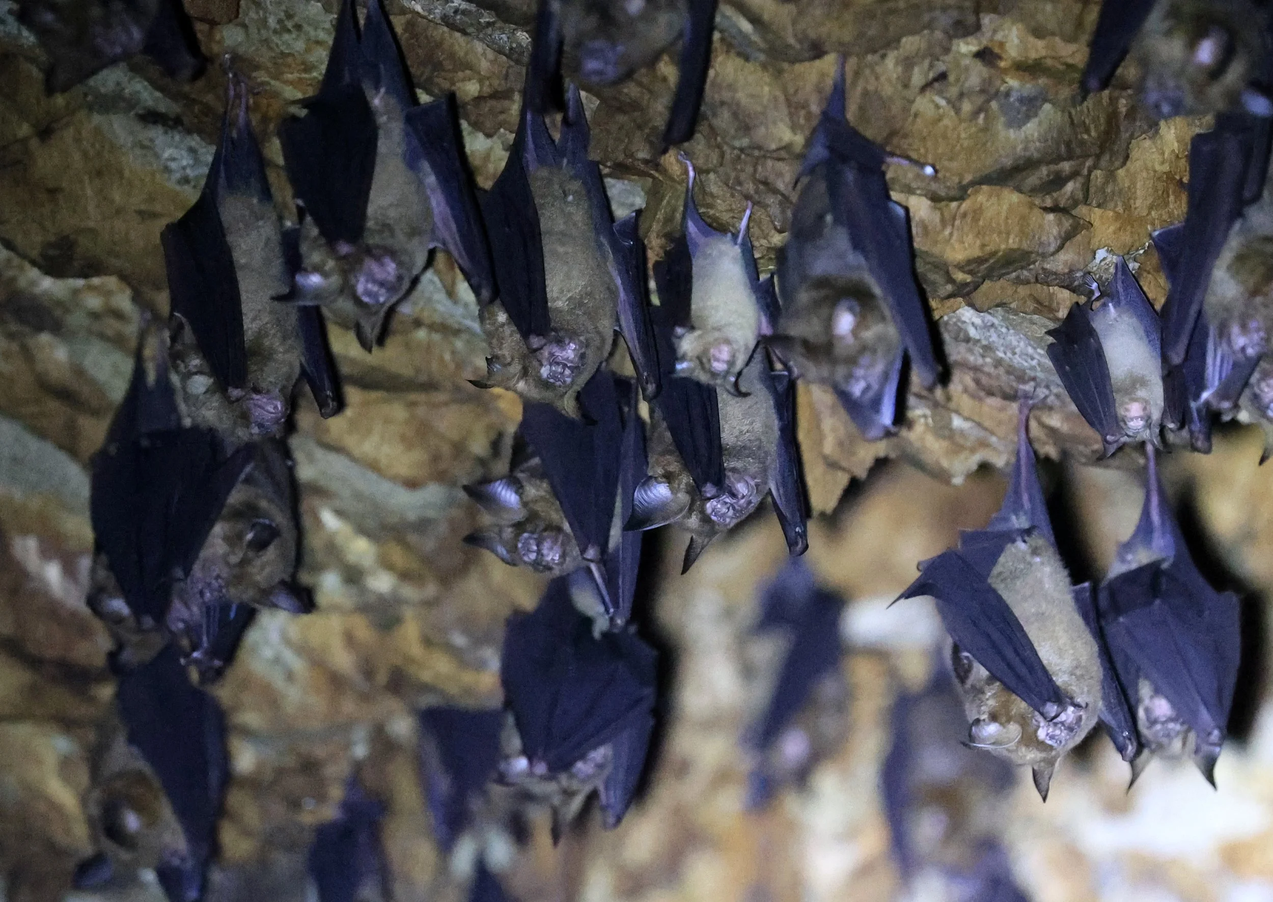 Great Himalayan Leaf-nosed Bat (Hipposideros armiger) Wat Sa Nam Sai Temple Pak Chong Thailand (26).jpg