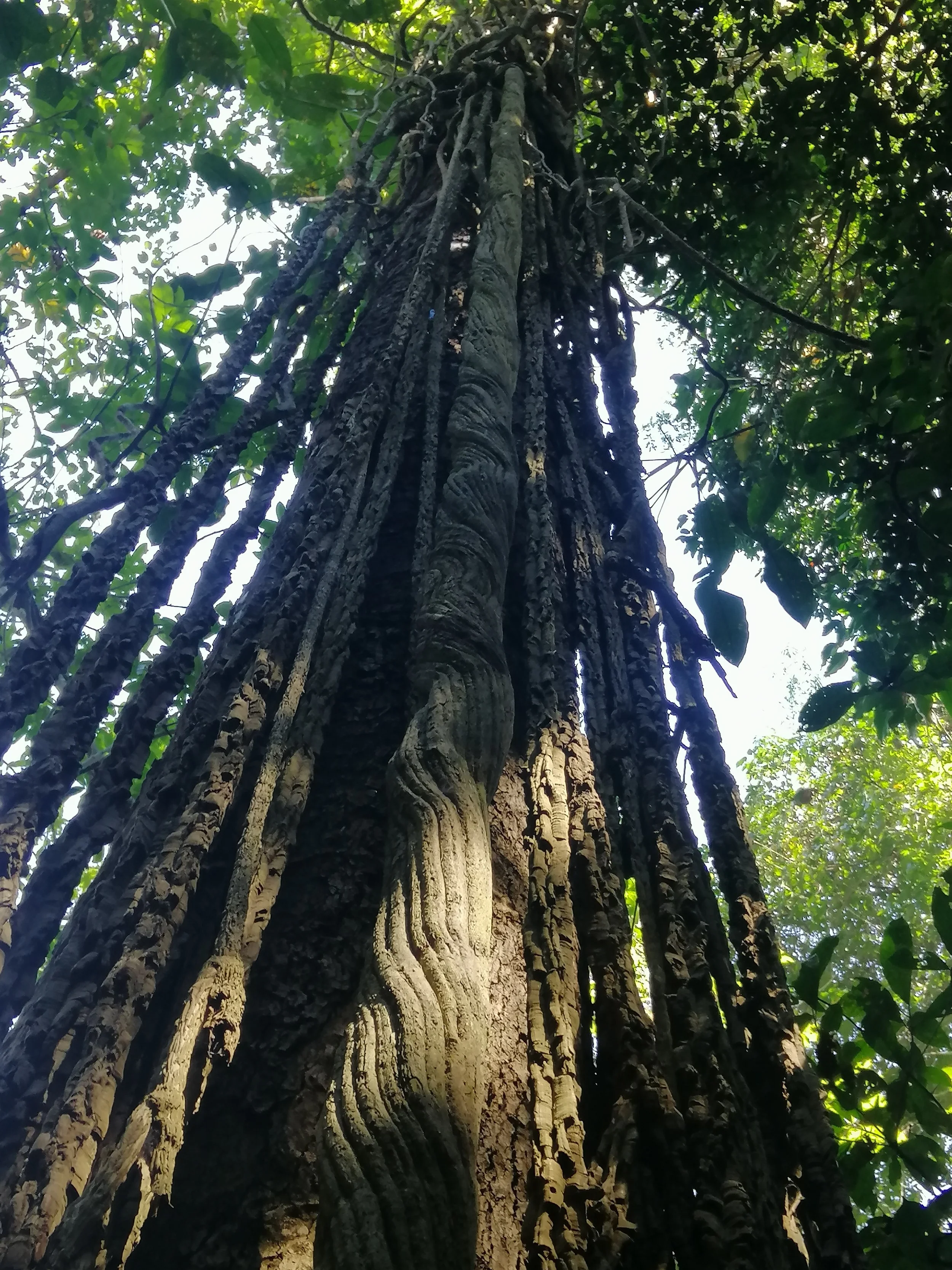 This tree is near Bang Krang Campsite and is actually an exhibit on lianas even though these seem like aerial roots of a strangler fig.  My assumption is these lianas attached to this tree when it was young and grew up with the tree over the years.  