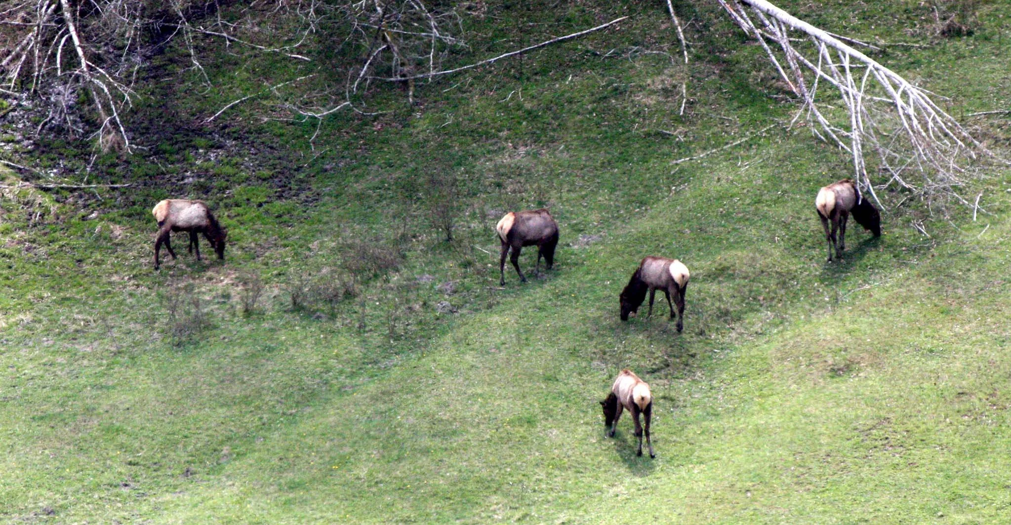CERVID - ELK - ROOSEVELT ELK - ELWHA VALLEY WA (2).JPG